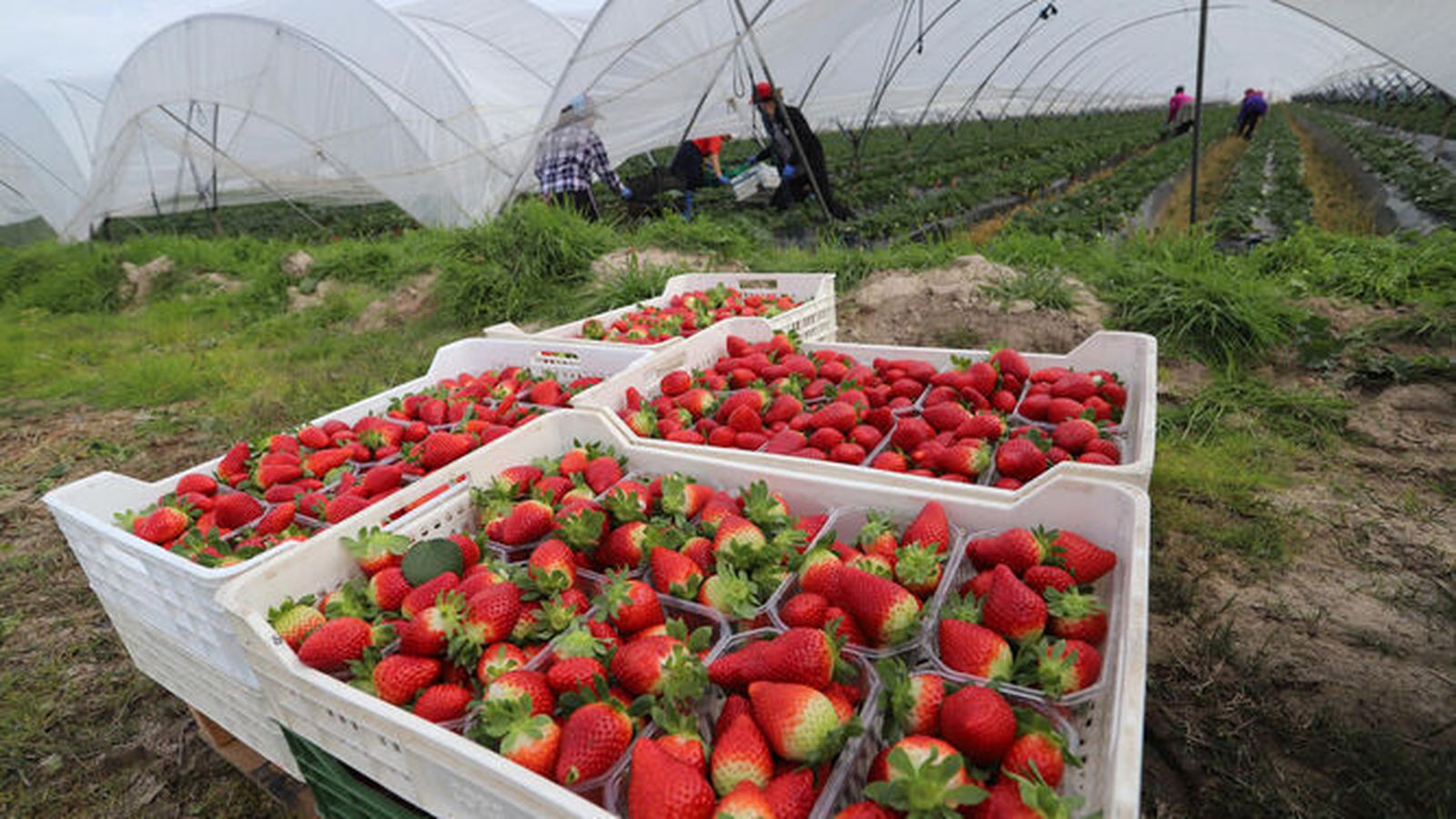 Una finca de producción de fresa de la provincia de Huelva.
