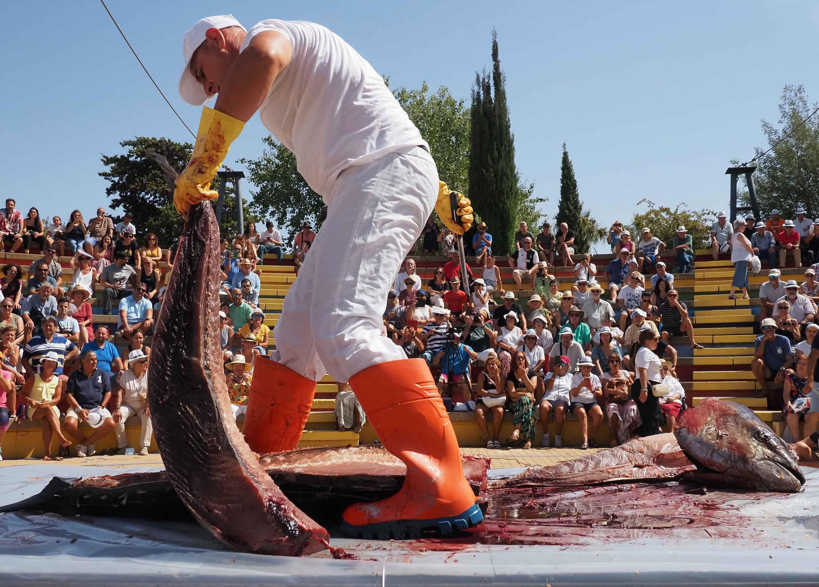 Las espectaculares imágenes del ronqueo de un atún en Isla Cristina