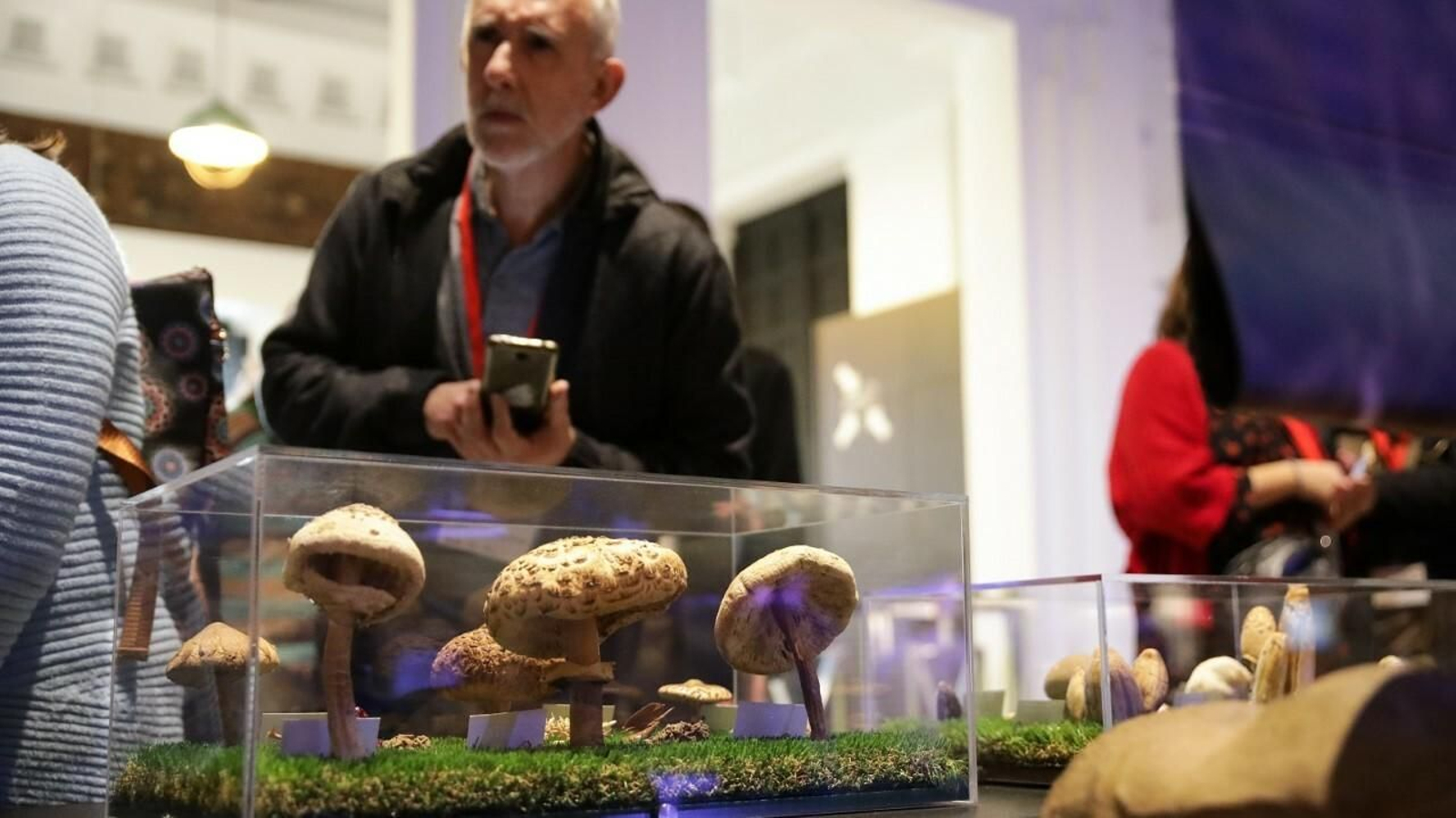 Una de las imágenes de setas que pueden verse en el Museo Casa de la Ciencia.