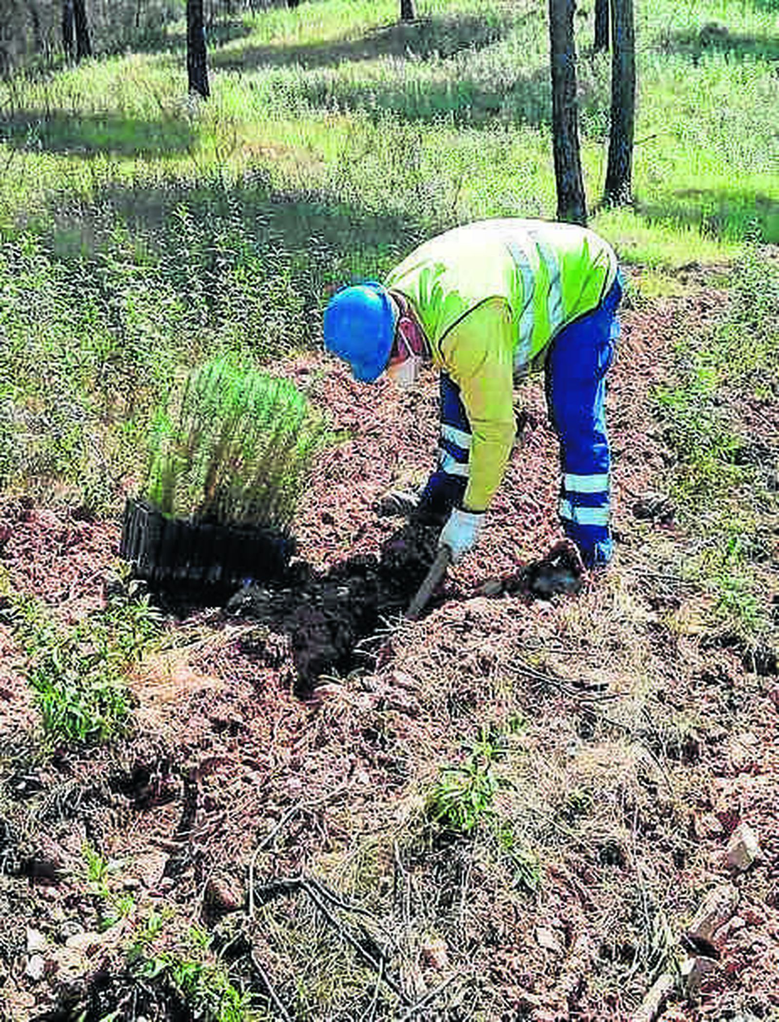 Técnico llevando a cabo la plantación de ejemplares de pinos sobre las áreas afectadas por incendios.