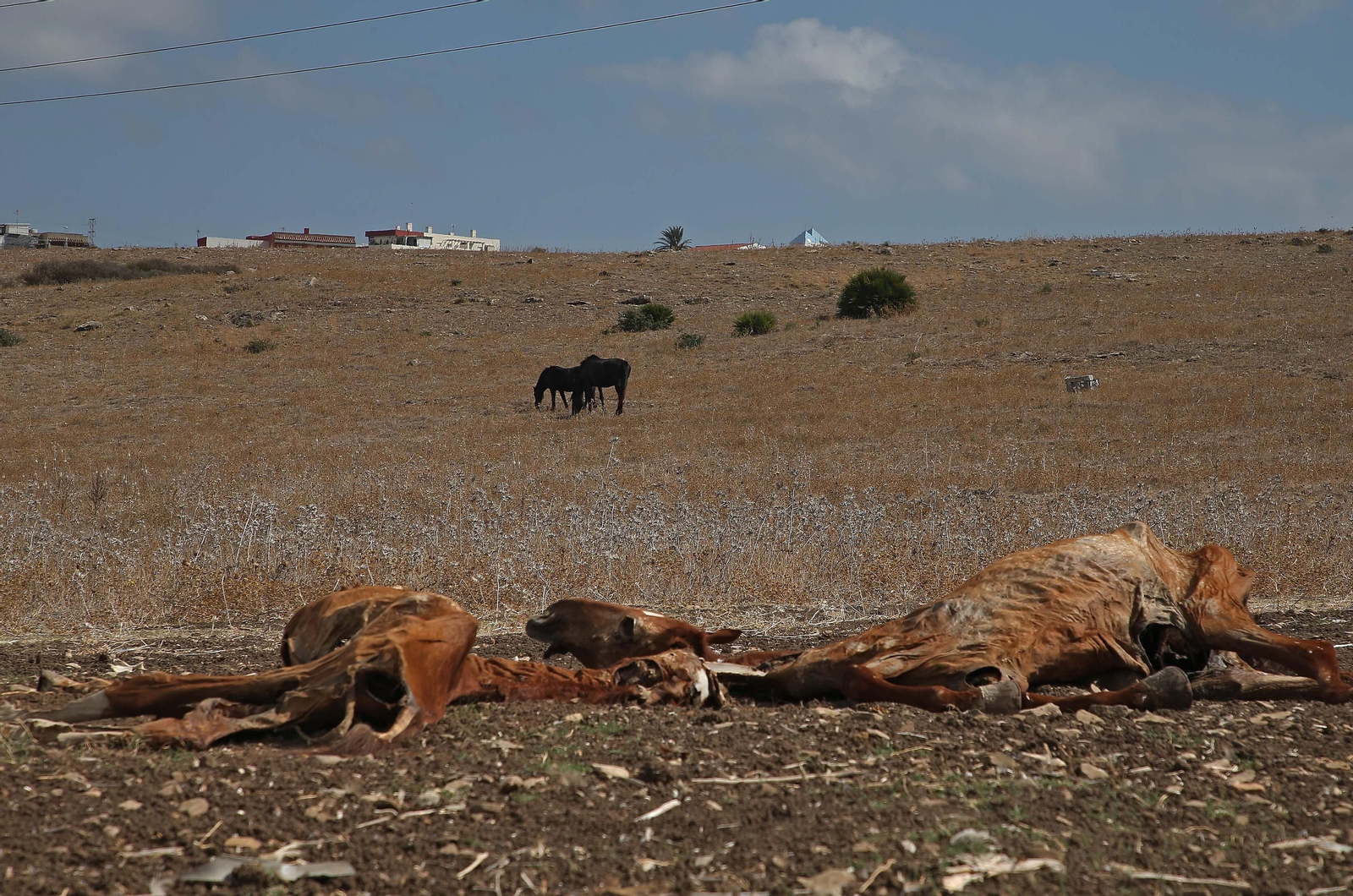 Imágenes de los nuevos cadáveres de caballos en el muladar ilegal de Pajarete en Algeciras