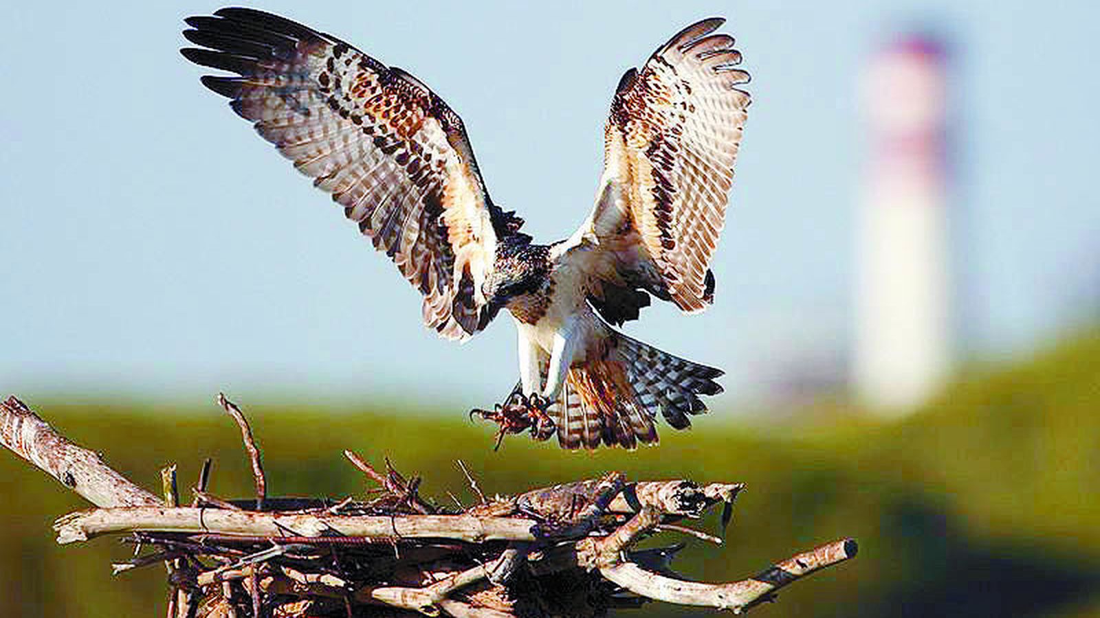 Paraje Natural Marismas del Odiel