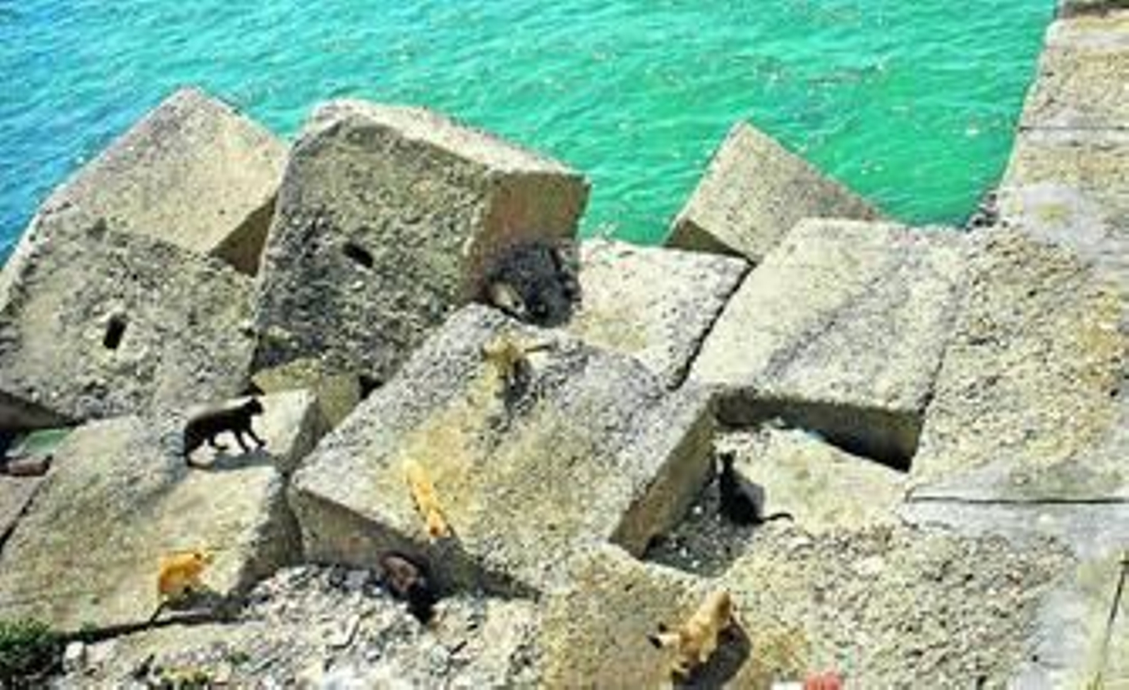 La presencia de gatos en los bloques del Campo del Sur es bastante frecuente.