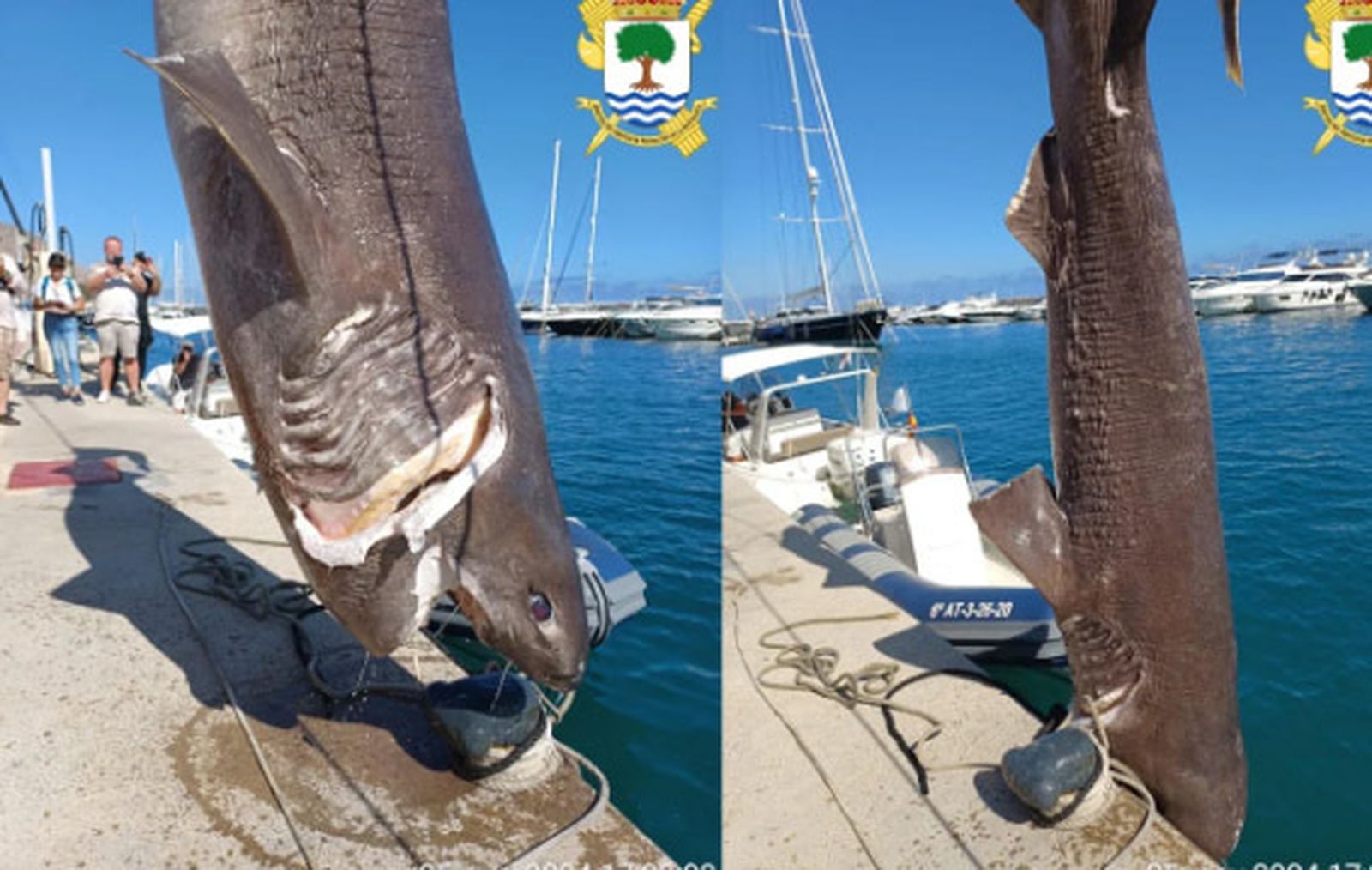 Encuentran flotando una cañabota, uno de los tiburones más grandes del Mediterráneo