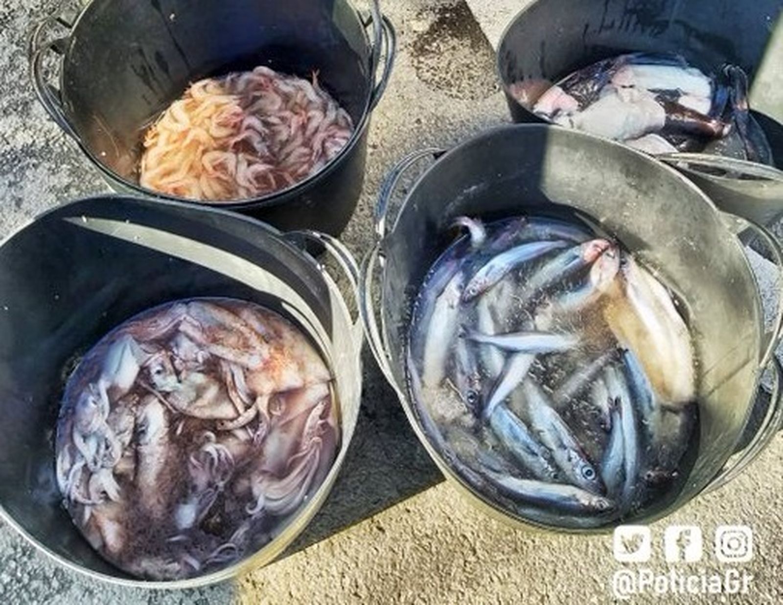 Imagen del pescado de la Policía Local de Granada.