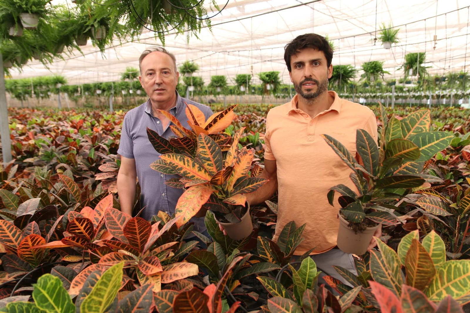 Imágenes de la venta de planta planta ornamental y flor cortada de Vícar