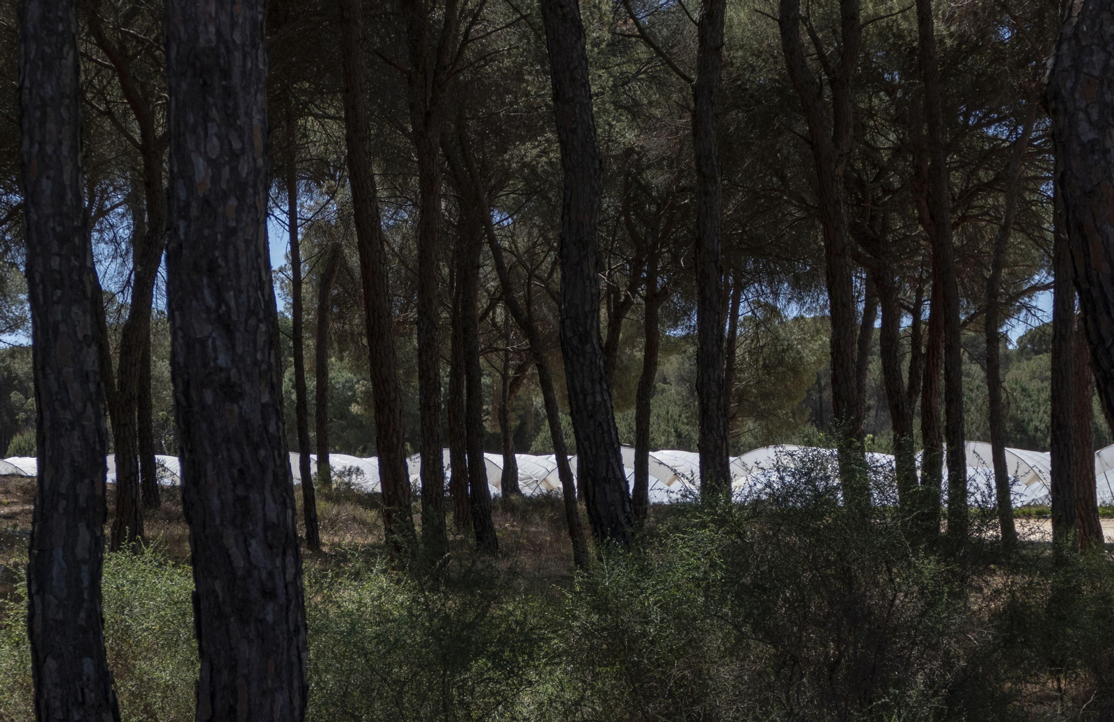 Imagen de explotaciones de frutos rojos en el entorno de Doñana.