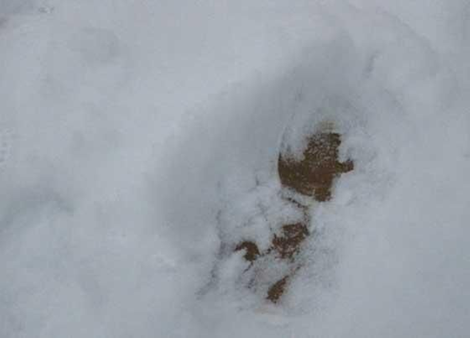 Intensa nevada en Constantina (enero 2010)