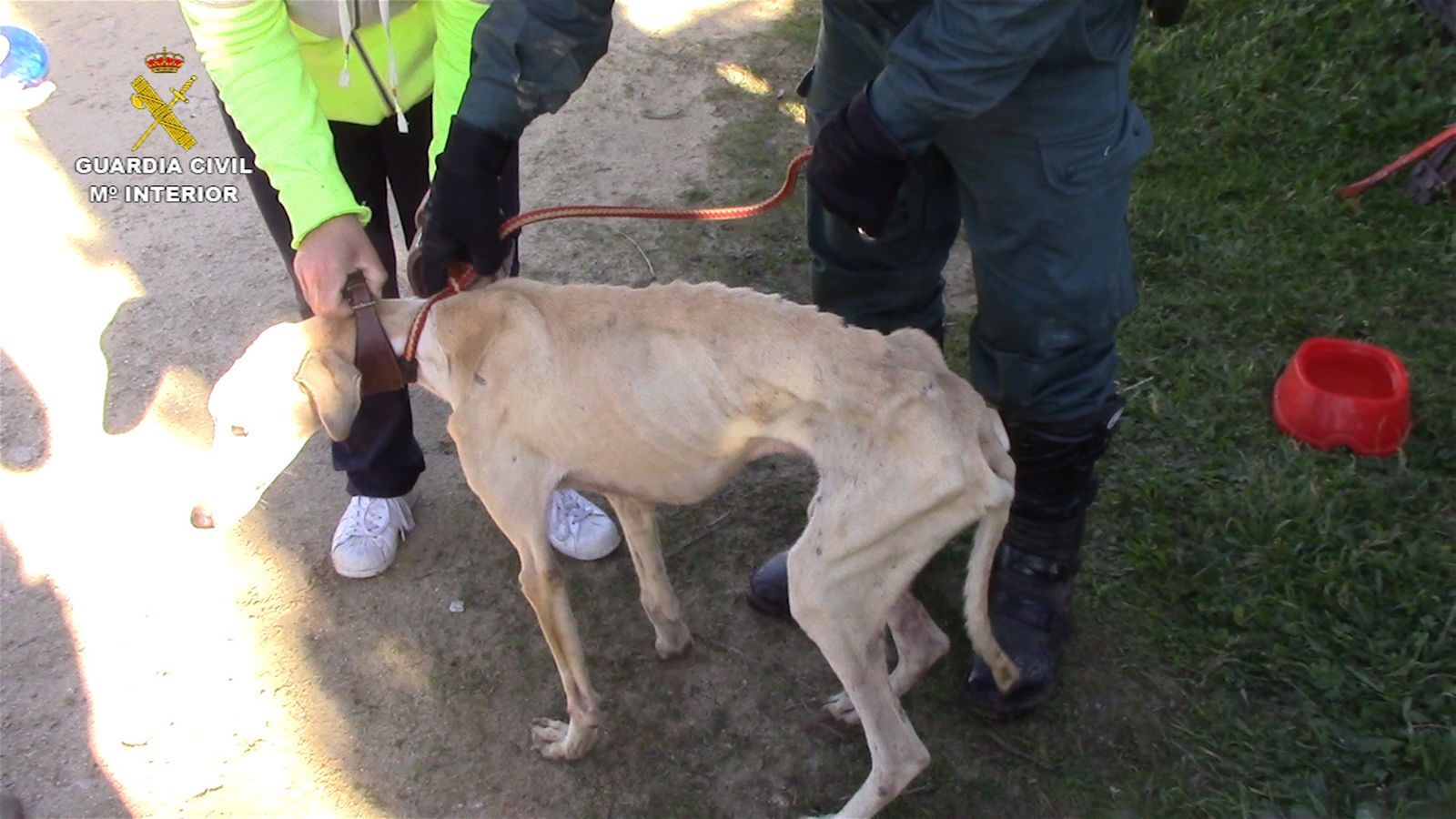 Uno de los galgos que necesitó ingreso veterinario tras su rescate.