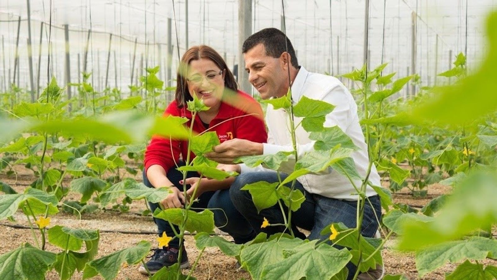 Los agricultores que cultivan este producto cortan el mismo día del envío.
