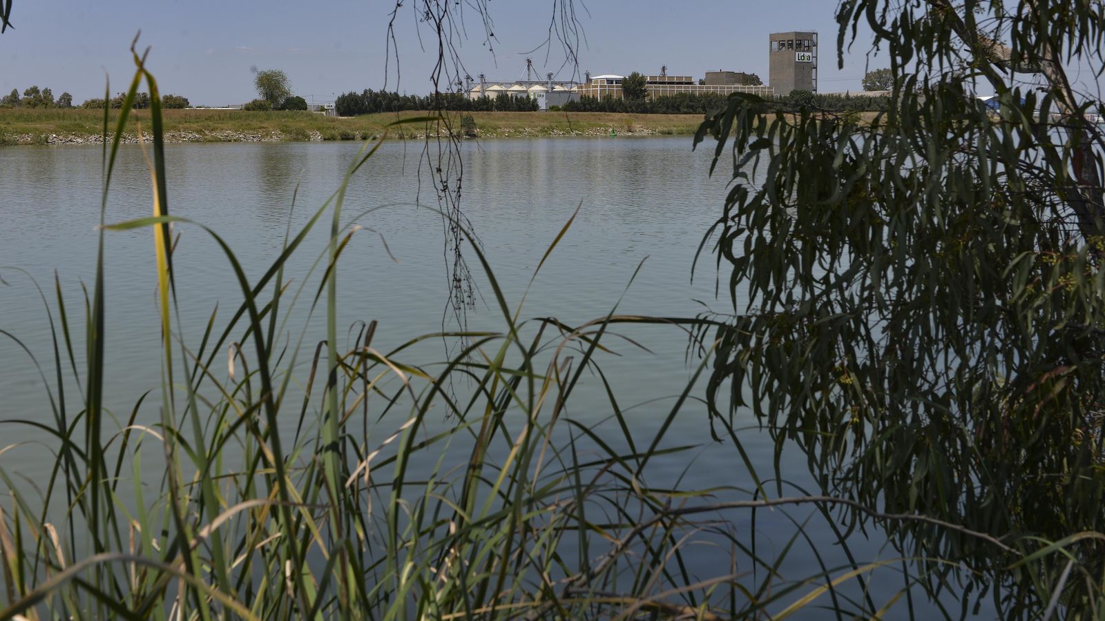 Juncos en la orilla del Lago de los Hippies, en la zona de la Dársena del Cuarto.