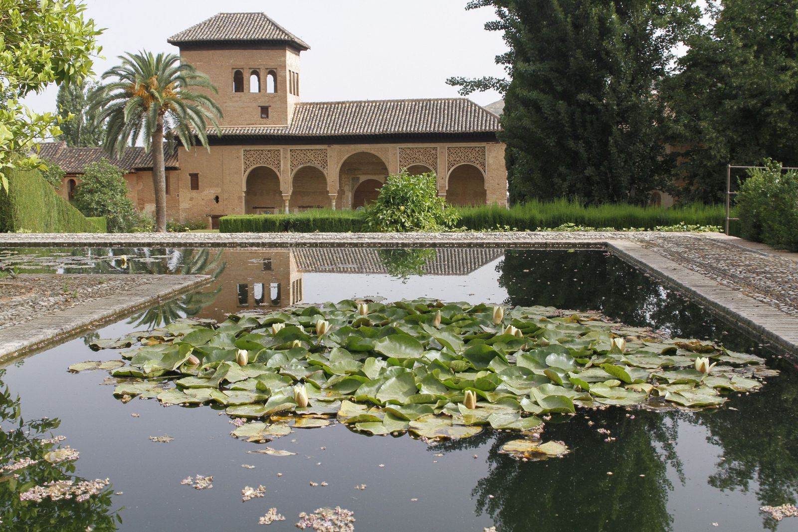 La Alhambra, el reino de los sapos