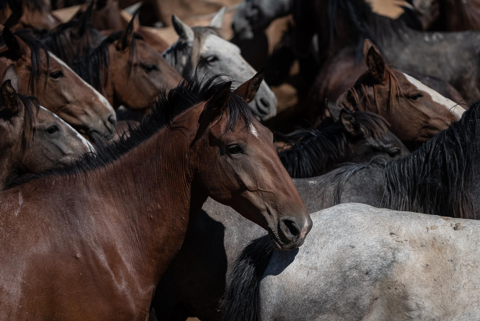 Imágenes de la Saca de las Yeguas a su paso por El Rocío