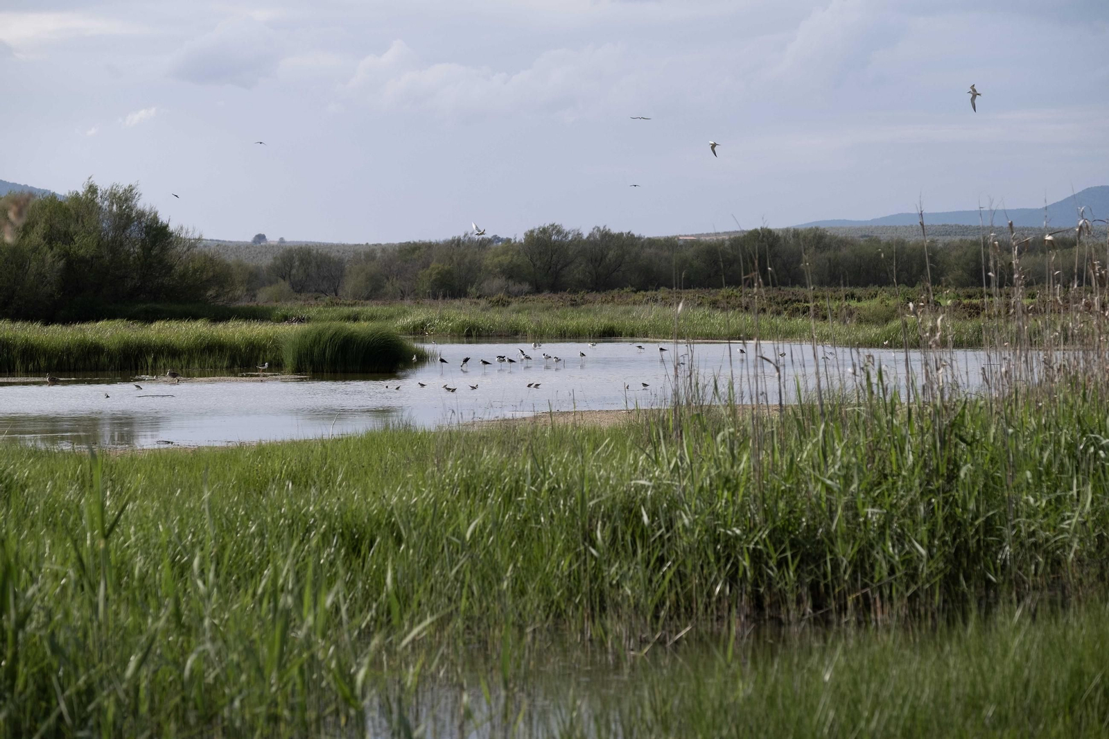 Laguna de Fuente de Piedra tras las lluvias, en fotos