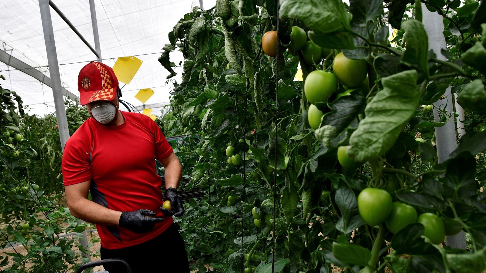 Las mascarillas y guantes llegan al mar de plástico de Almería.