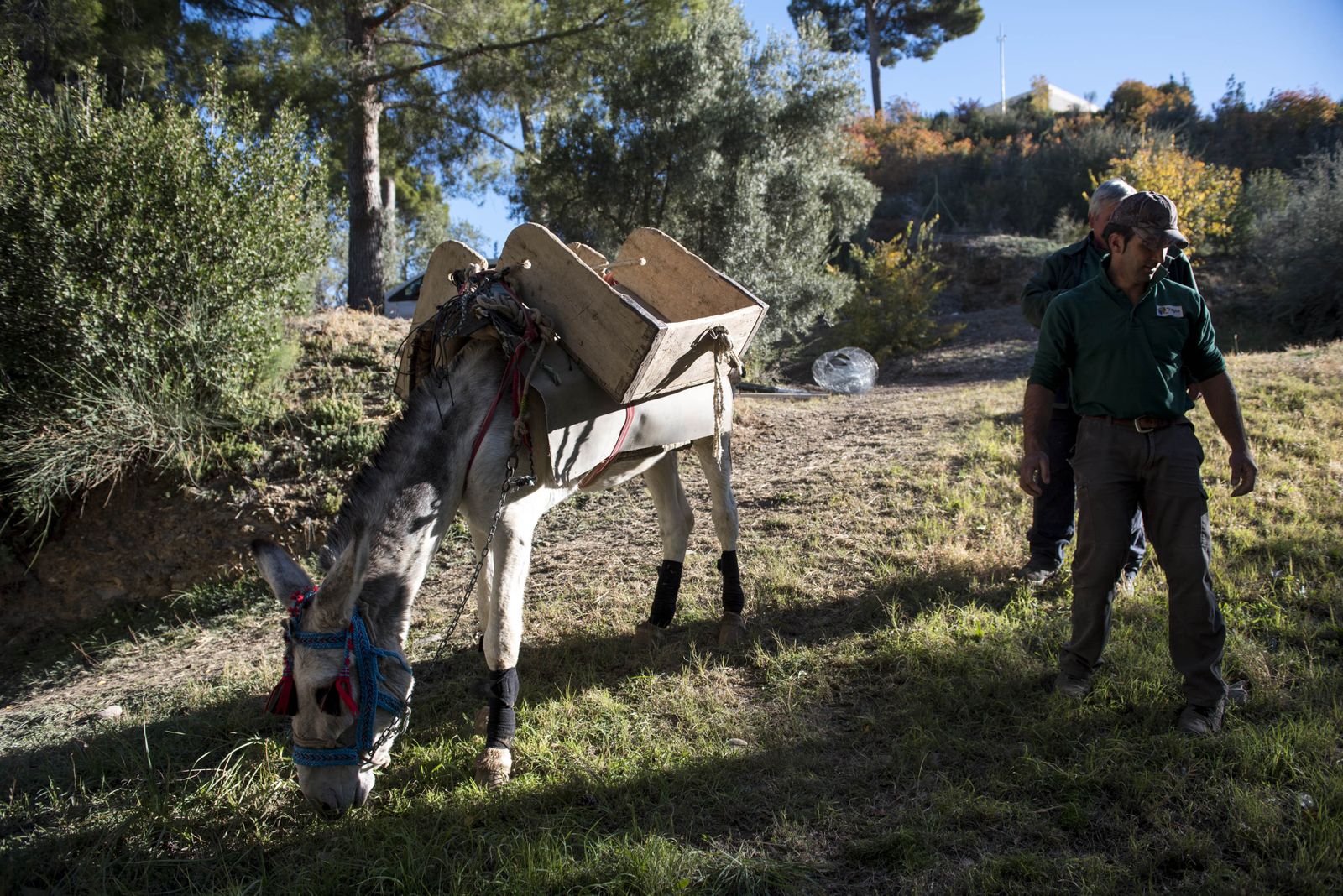 Manías,      el último fichaje de    la Alhambra