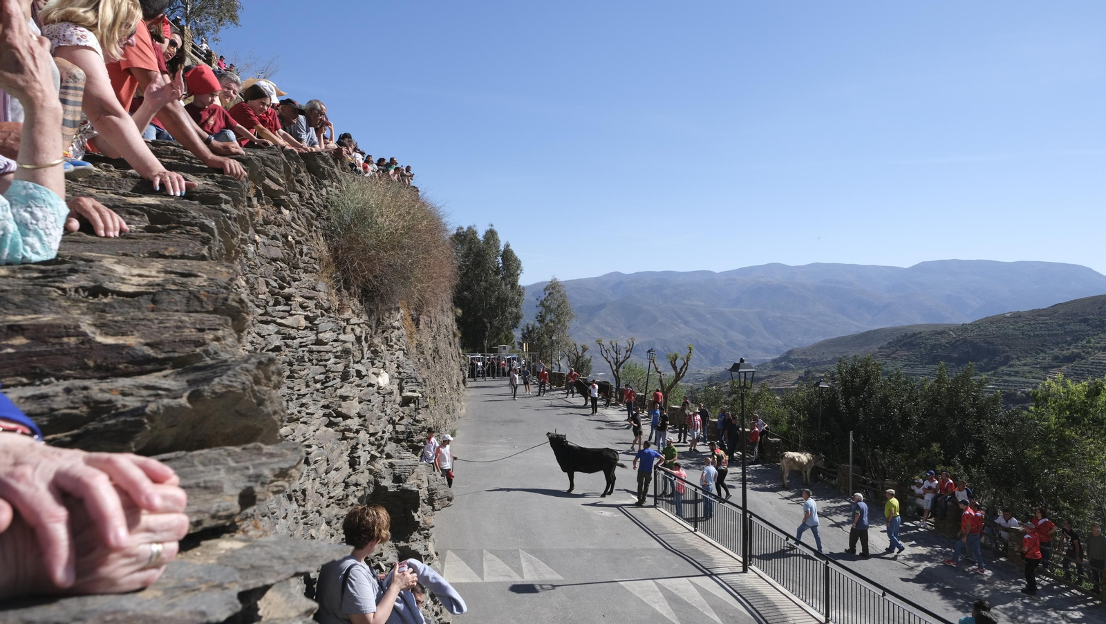 Imágenes de los toros ensogaos y San Marcos, en las Fiestas de Ohanes