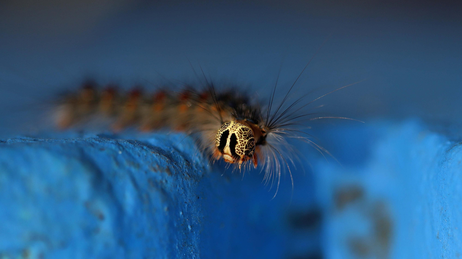 Brote de lagarta peluda en Pelayo