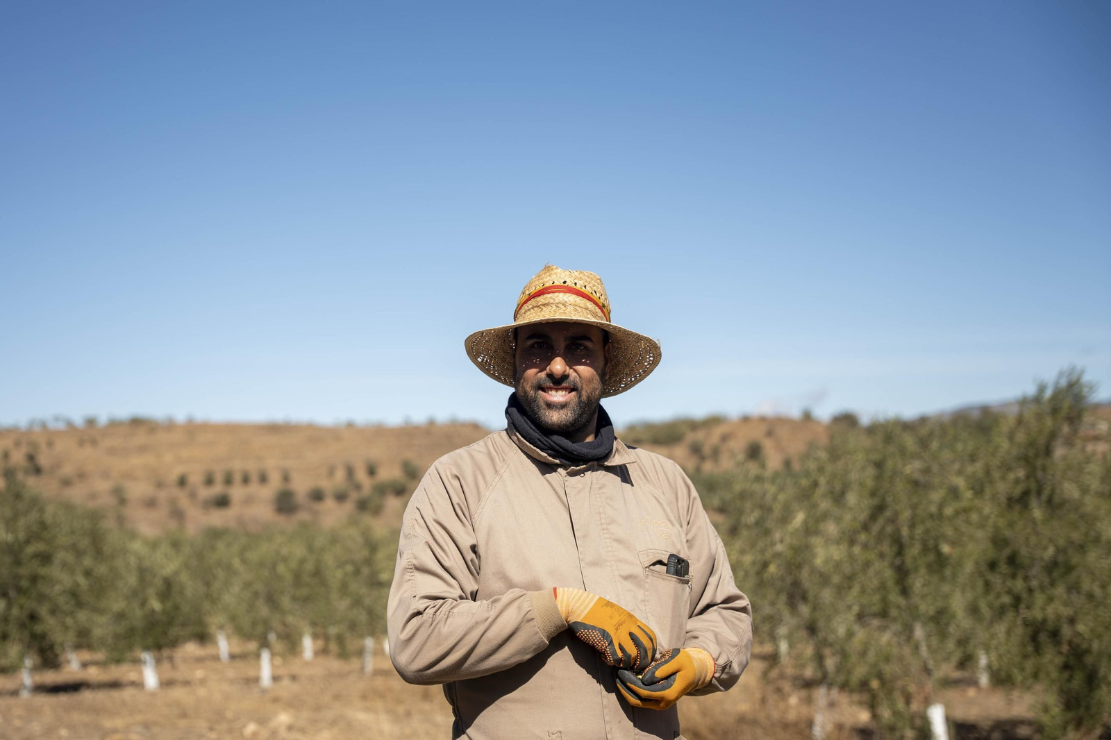 Las imágenes de la campaña recogida de acetuna en Fiñana