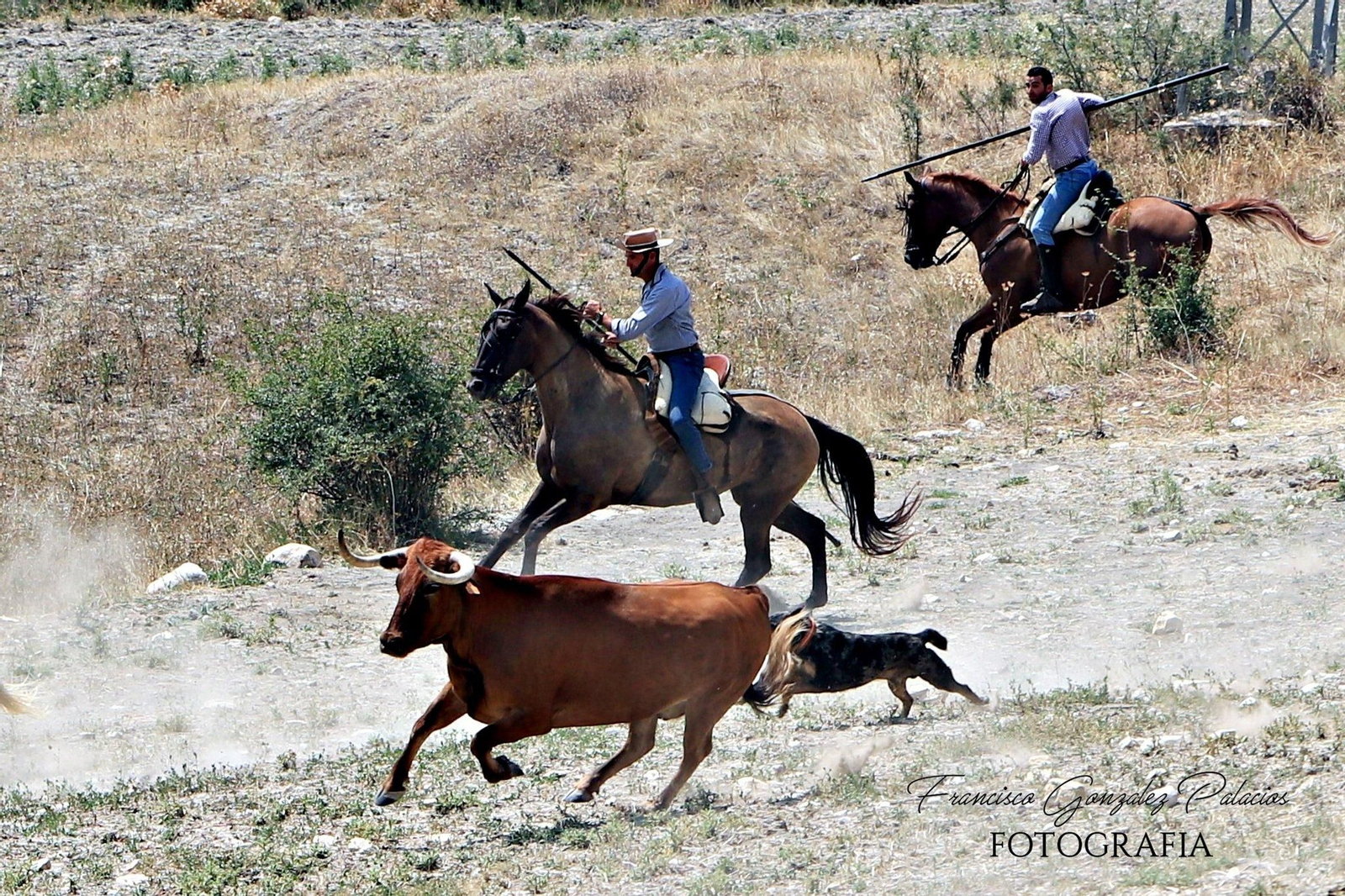 Saltos y fintas de vértigo en los encierros de Santiago de la Espada, en imágenes