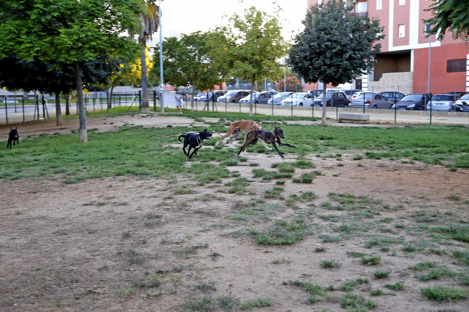 Unos perros corretean por el parque canino de La Marquesa. Unos perros corretean por el parque canino de La Marquesa.