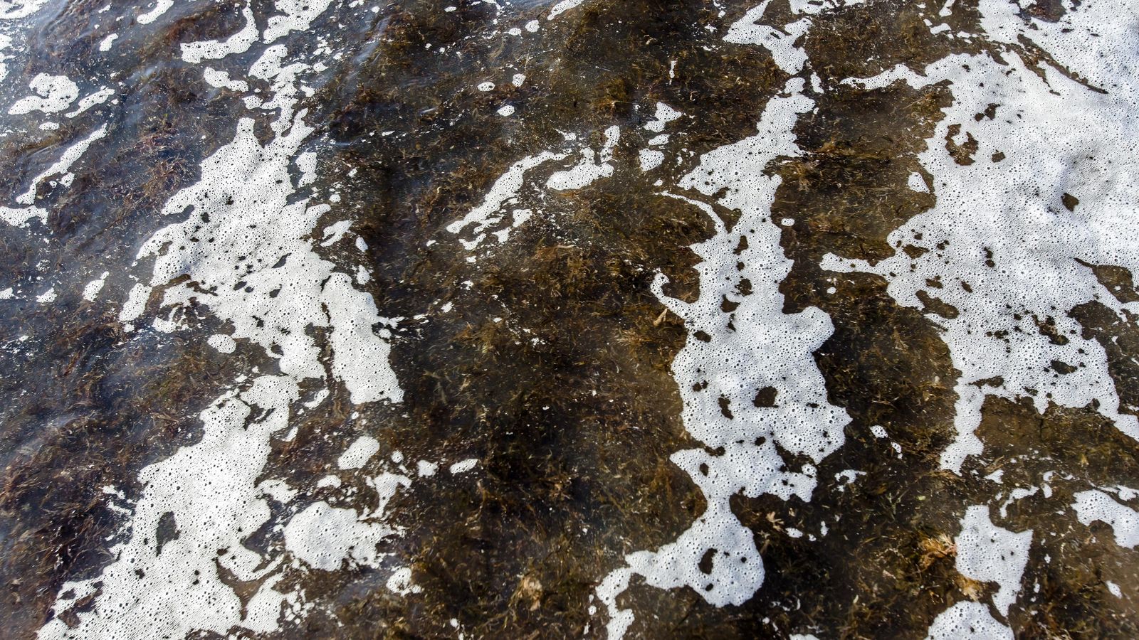 El alga en la orilla.