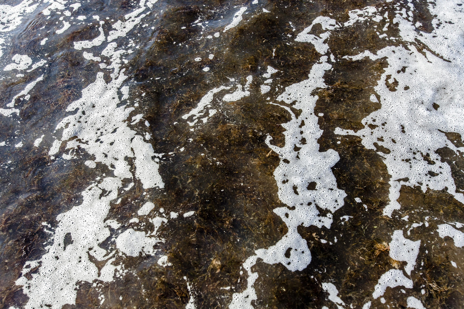 El alga asiática invade de nuevo la playa de Los Caños de Meca
