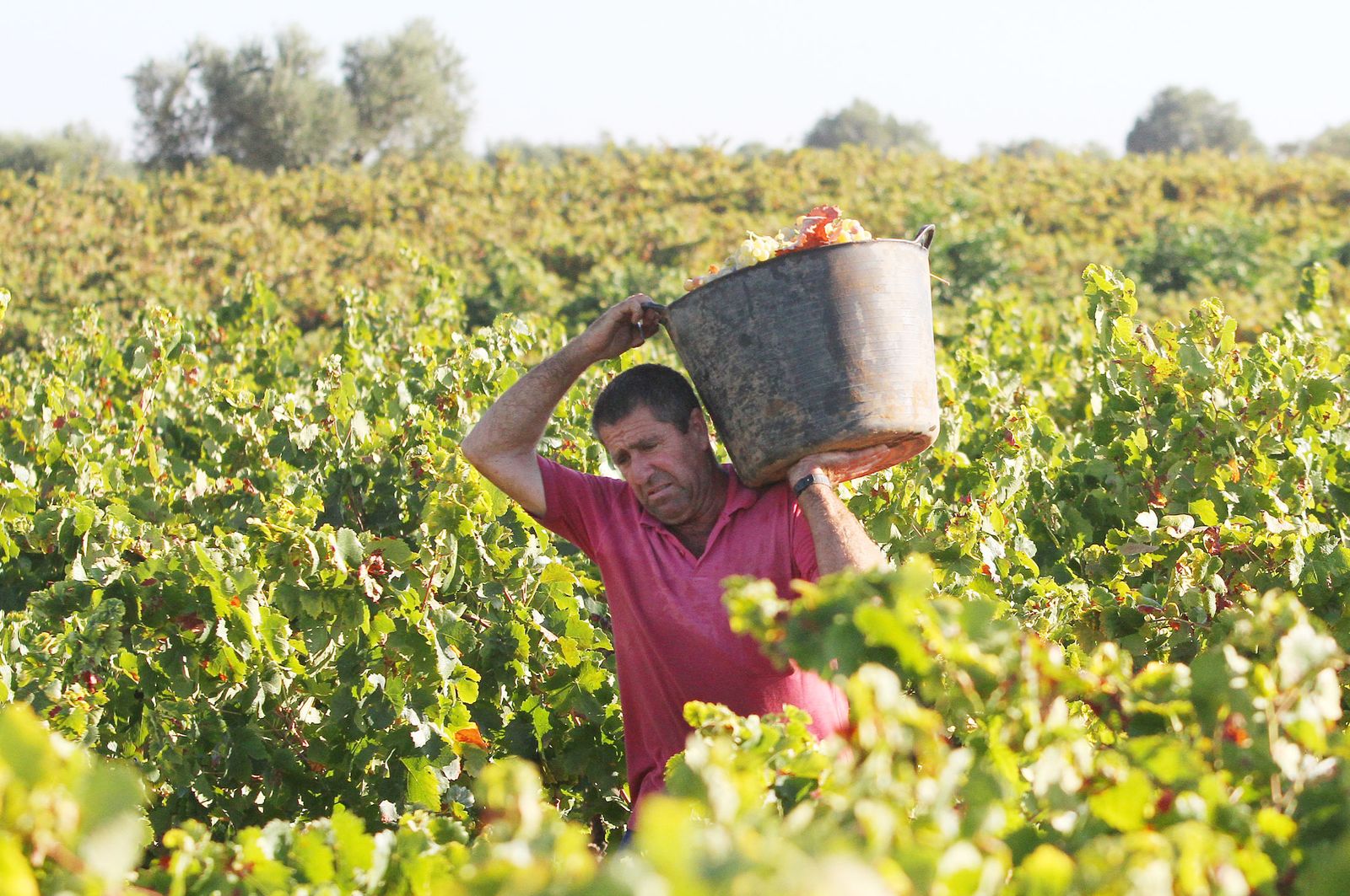 Imágenes de la vendimia en el Condado de Huelva.