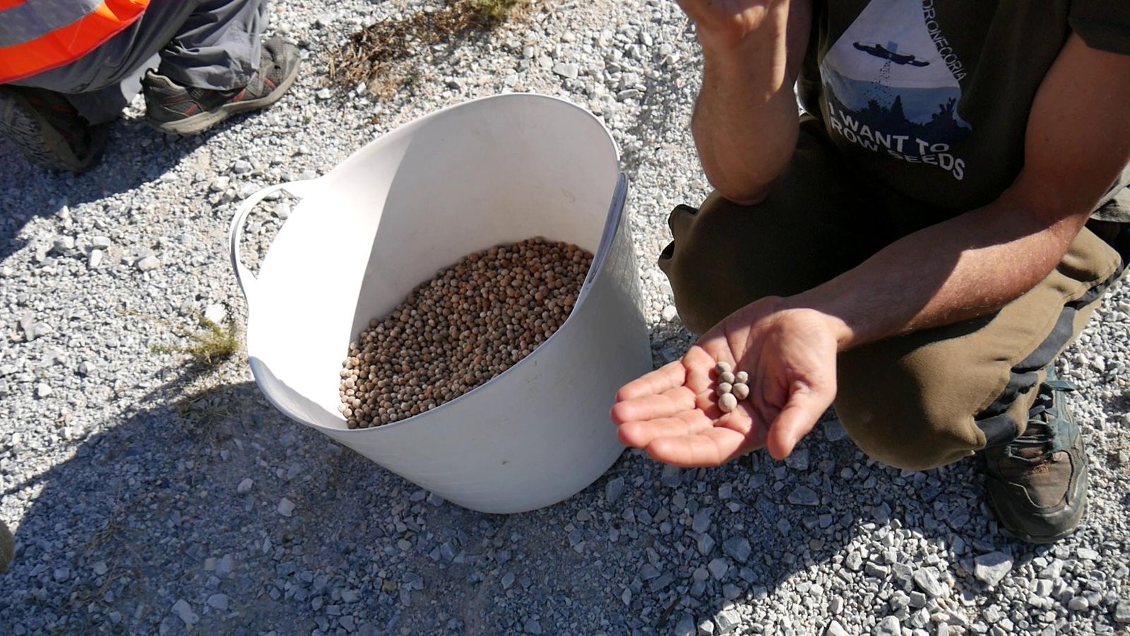 Recolección y selección de semillas.