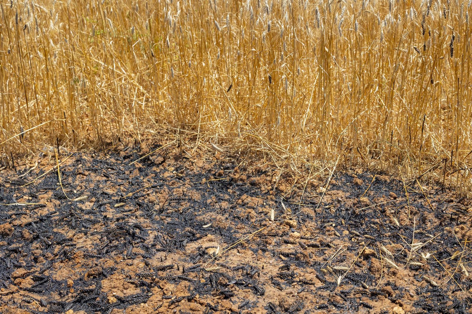 Las imágenes del incendio declarado junto a Roche, en Conil