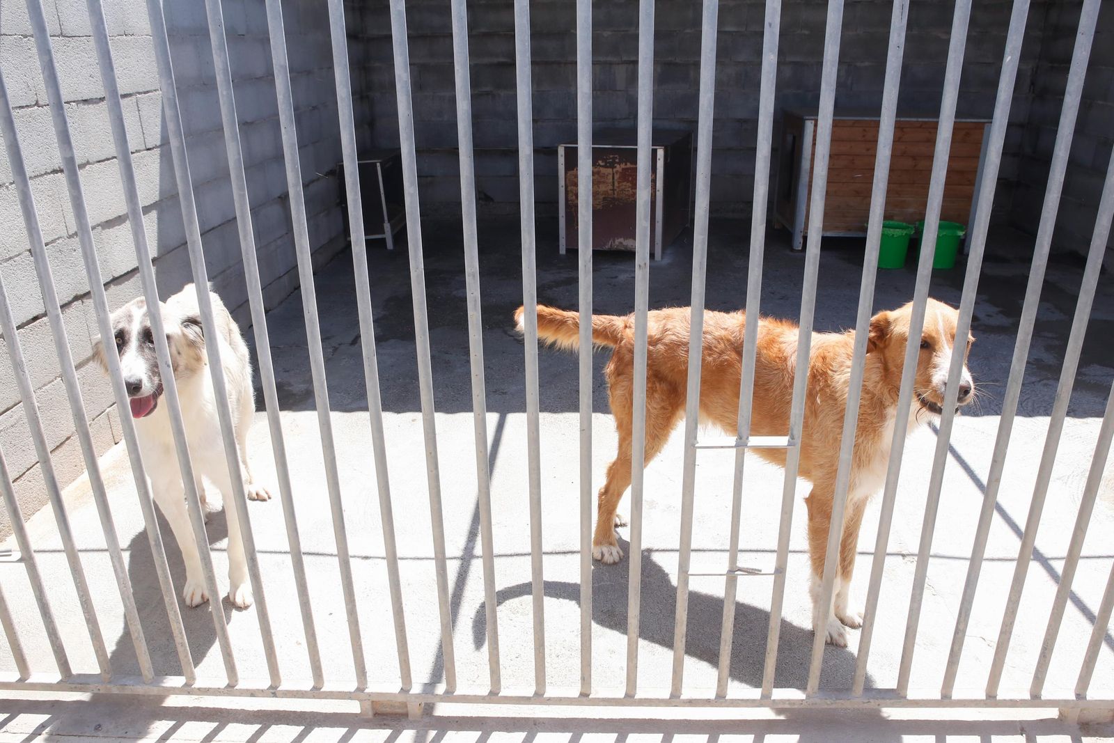 Las fotos de la protectora de animales de La Línea El gato andaluz