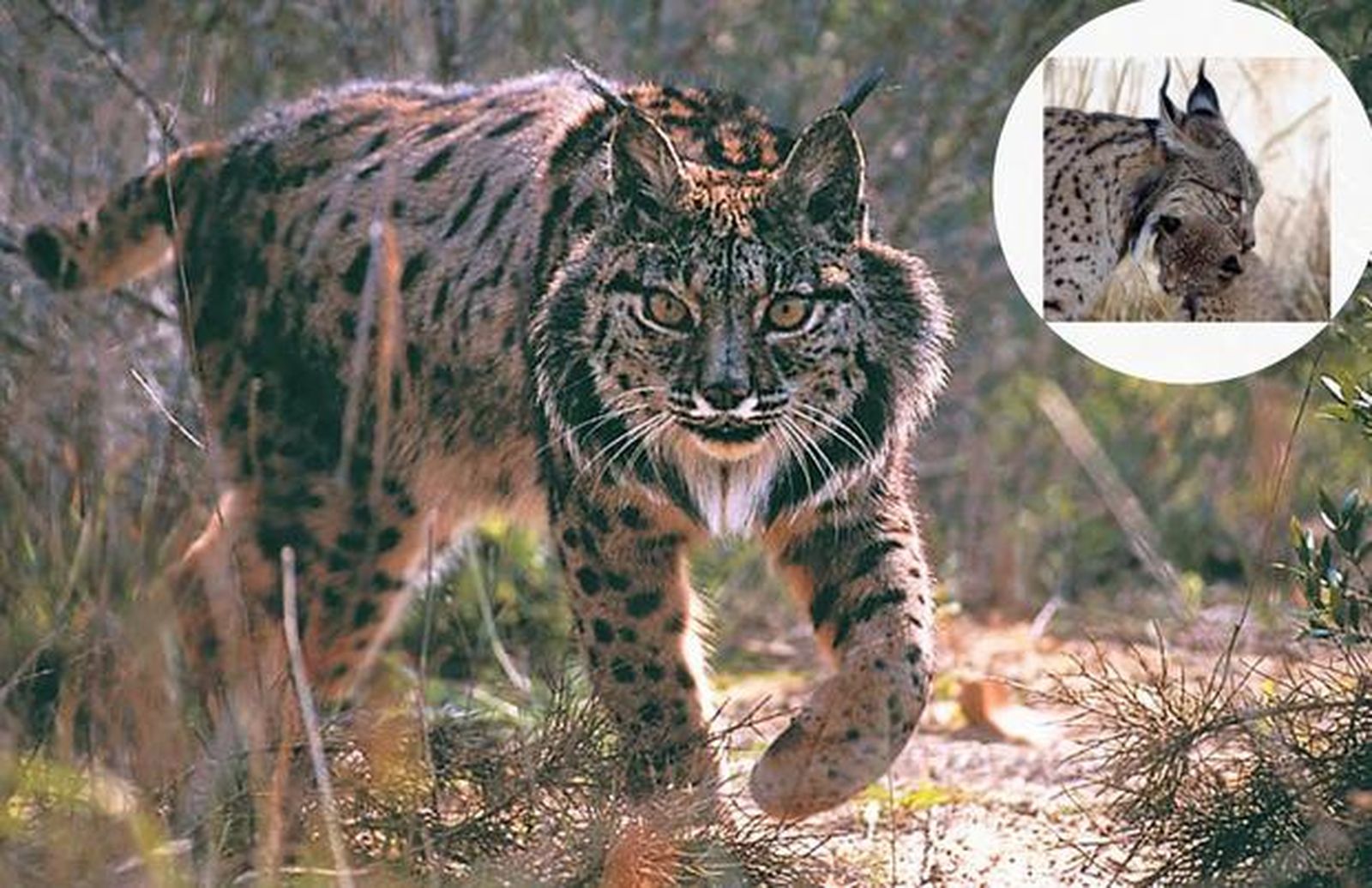 Triste noticia para el mundo animal: muere a los 20 años de edad el lince ibérico más viejo