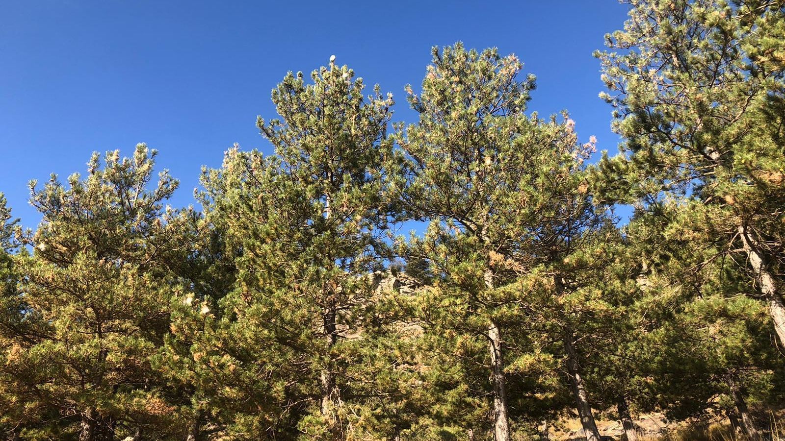 Pinos plagados de bolsas de orugas en la Sierra de los Filabres.