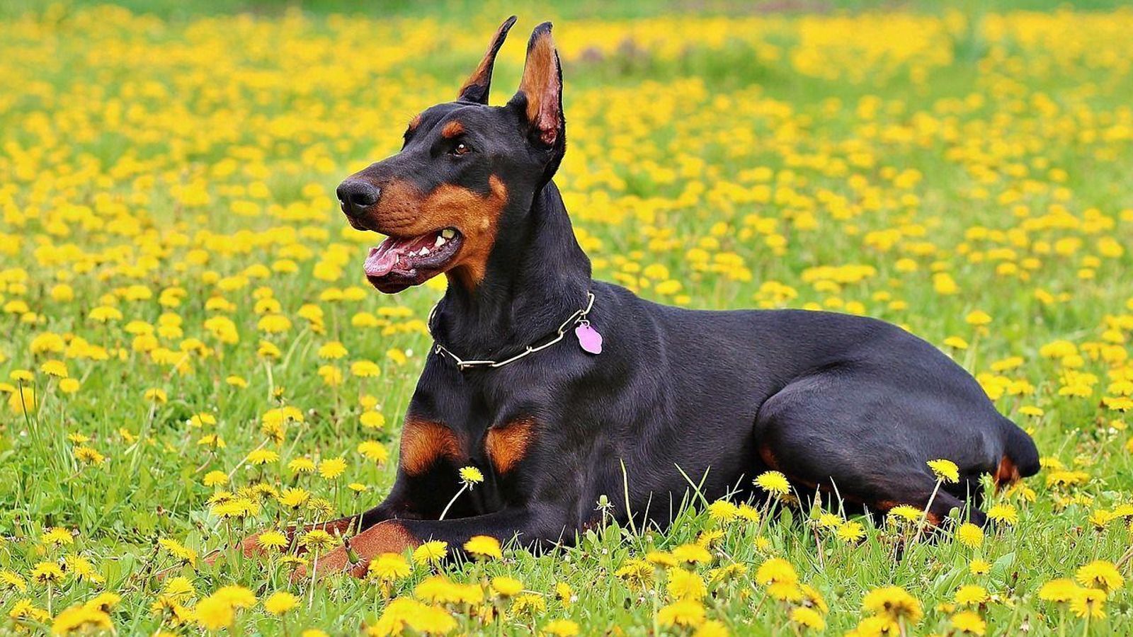 doberman doberman