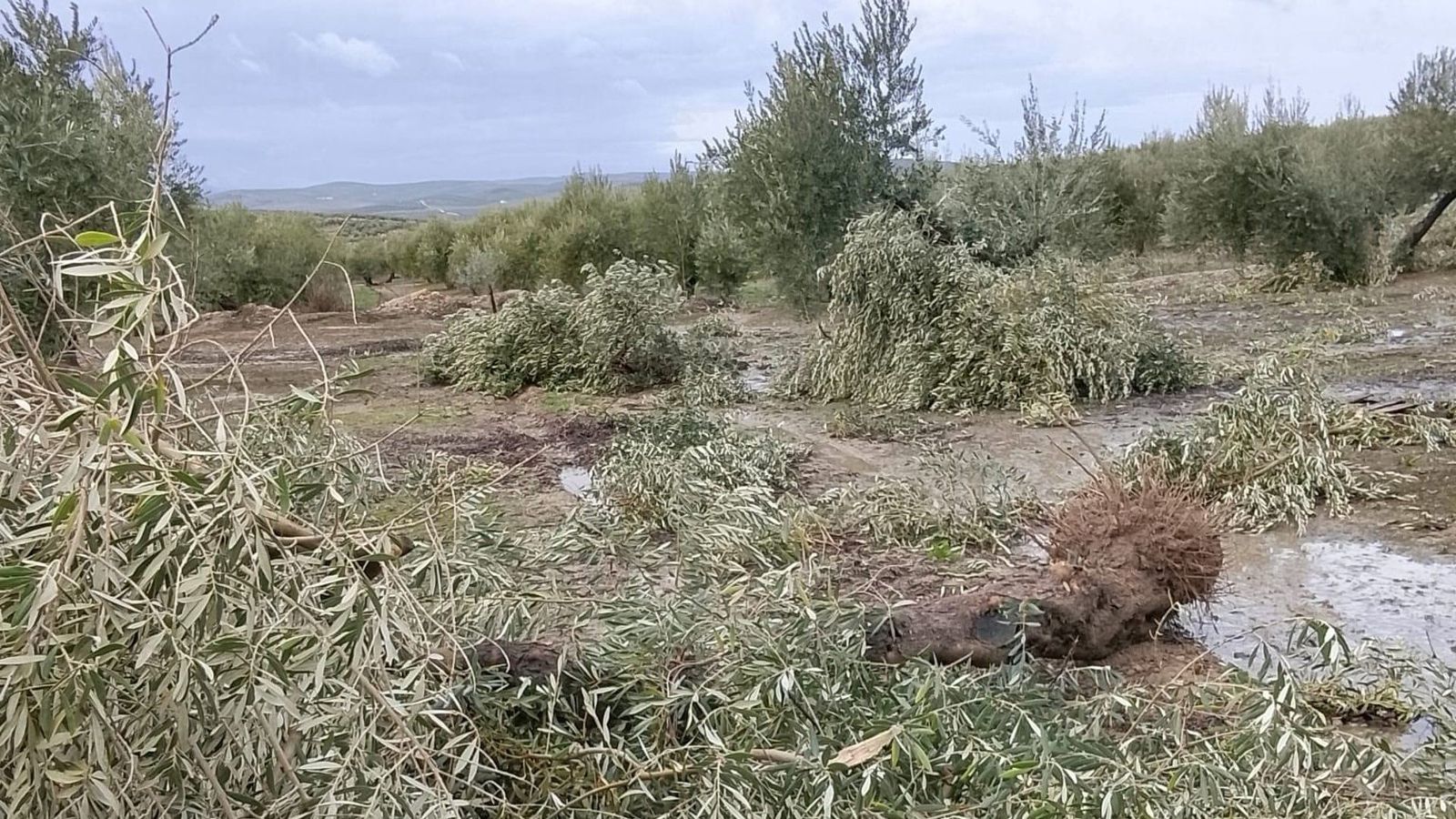 Zona afectada por el "tornado" en Porcuna.