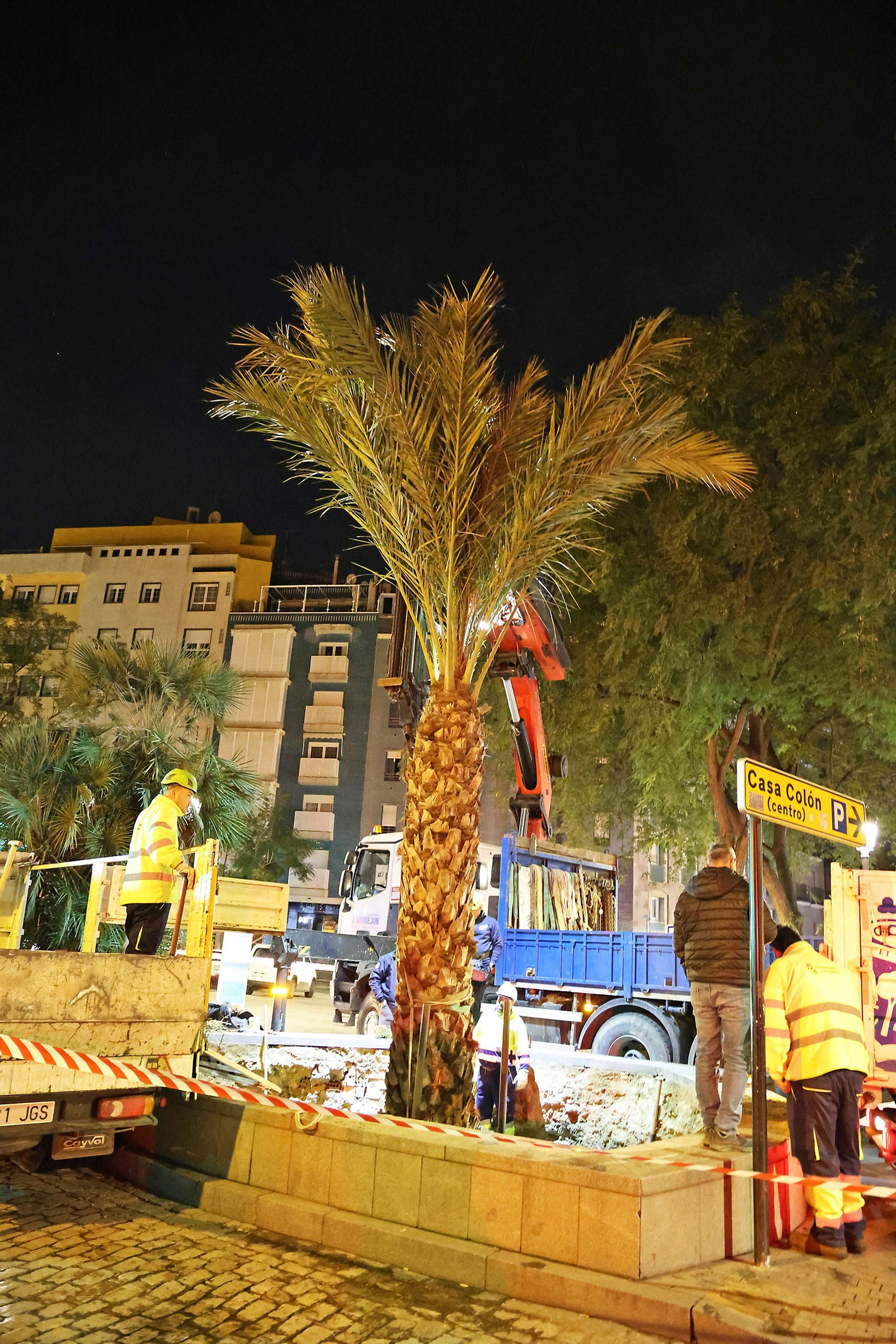 Las mejores imágenes de la plantación de la nueva palmera de Huelvaga