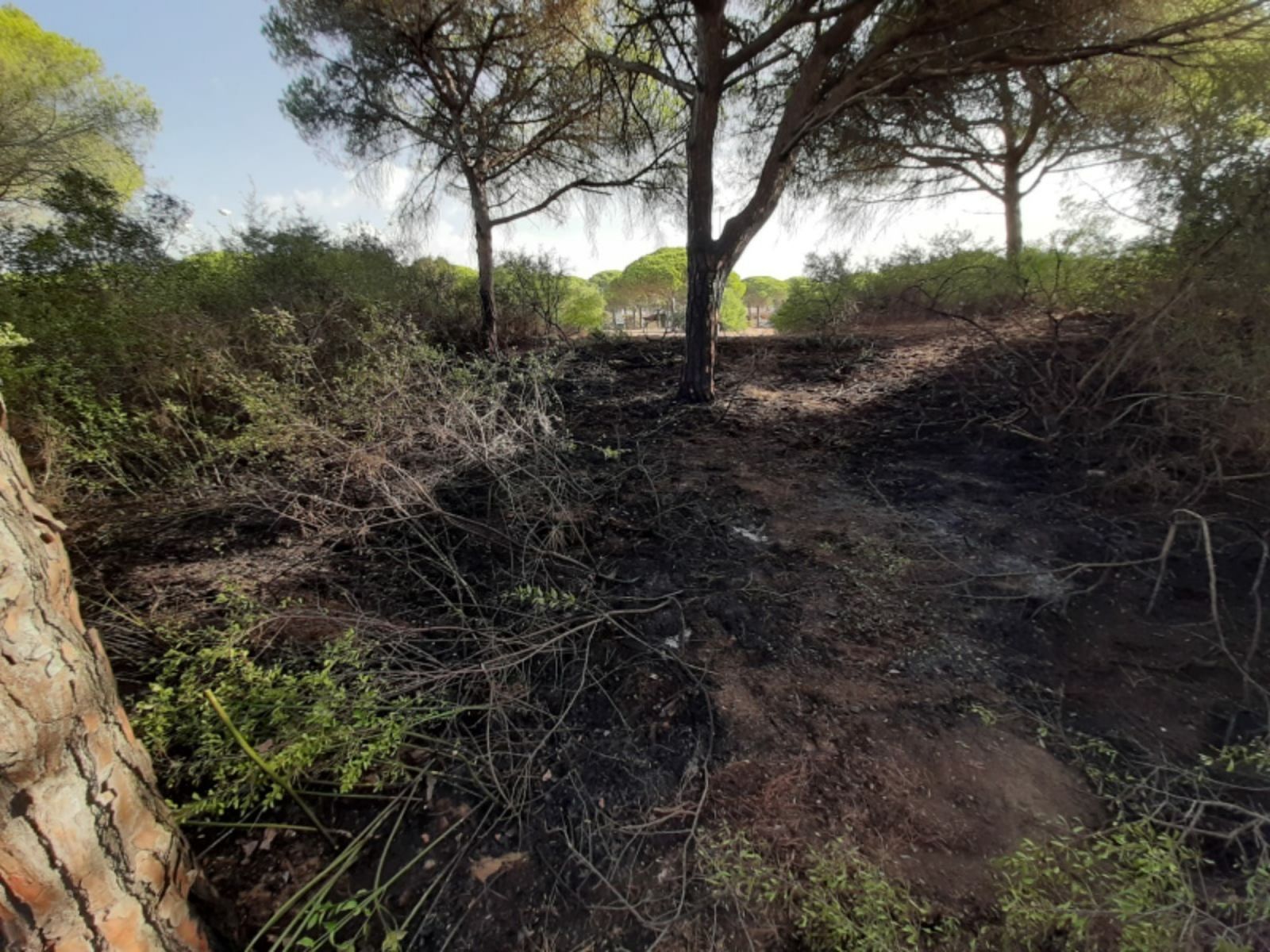 Zona del pinar afectada por el fuego que los bomberos sofocaron antes de que se propagara.