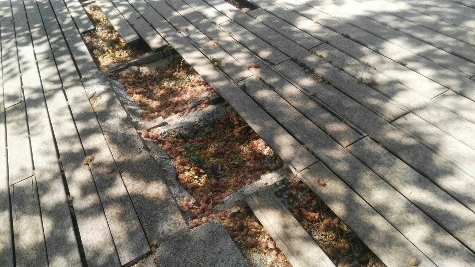 Las imágenes del estado del parque del Cuarto Real de Santo Domingo