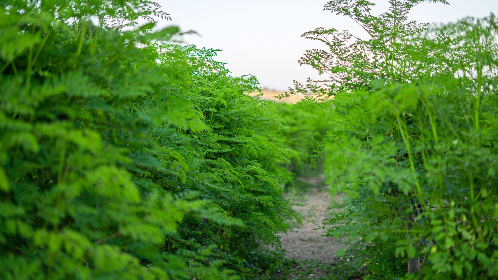 Cultivos de `Moringa Spain´ en la Axarquía