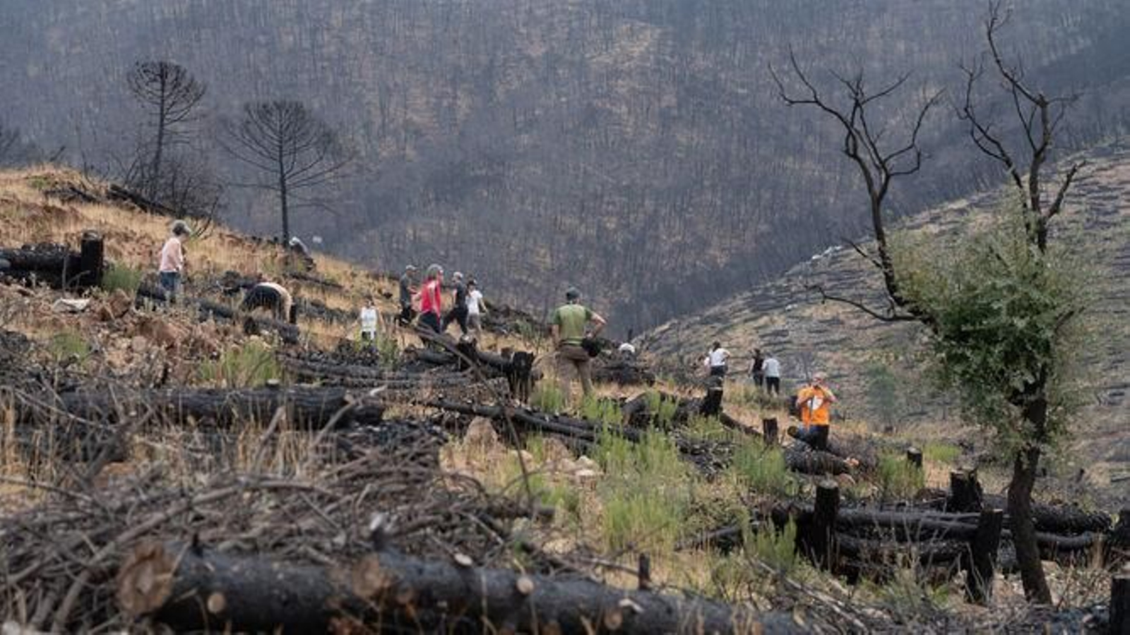 Trabajos de reforestación en la zona de Las Aguzaderas. / M.H. (Jubrique)