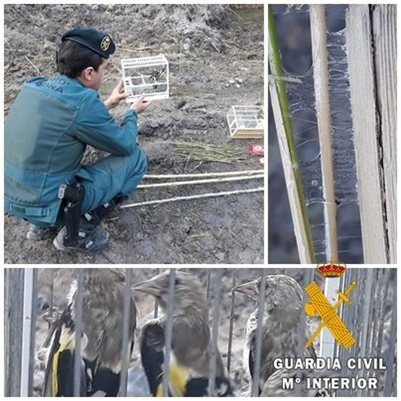 Investigan a un vecino de Roquetas de Mar acusado de capturar jilgueros con pegamento