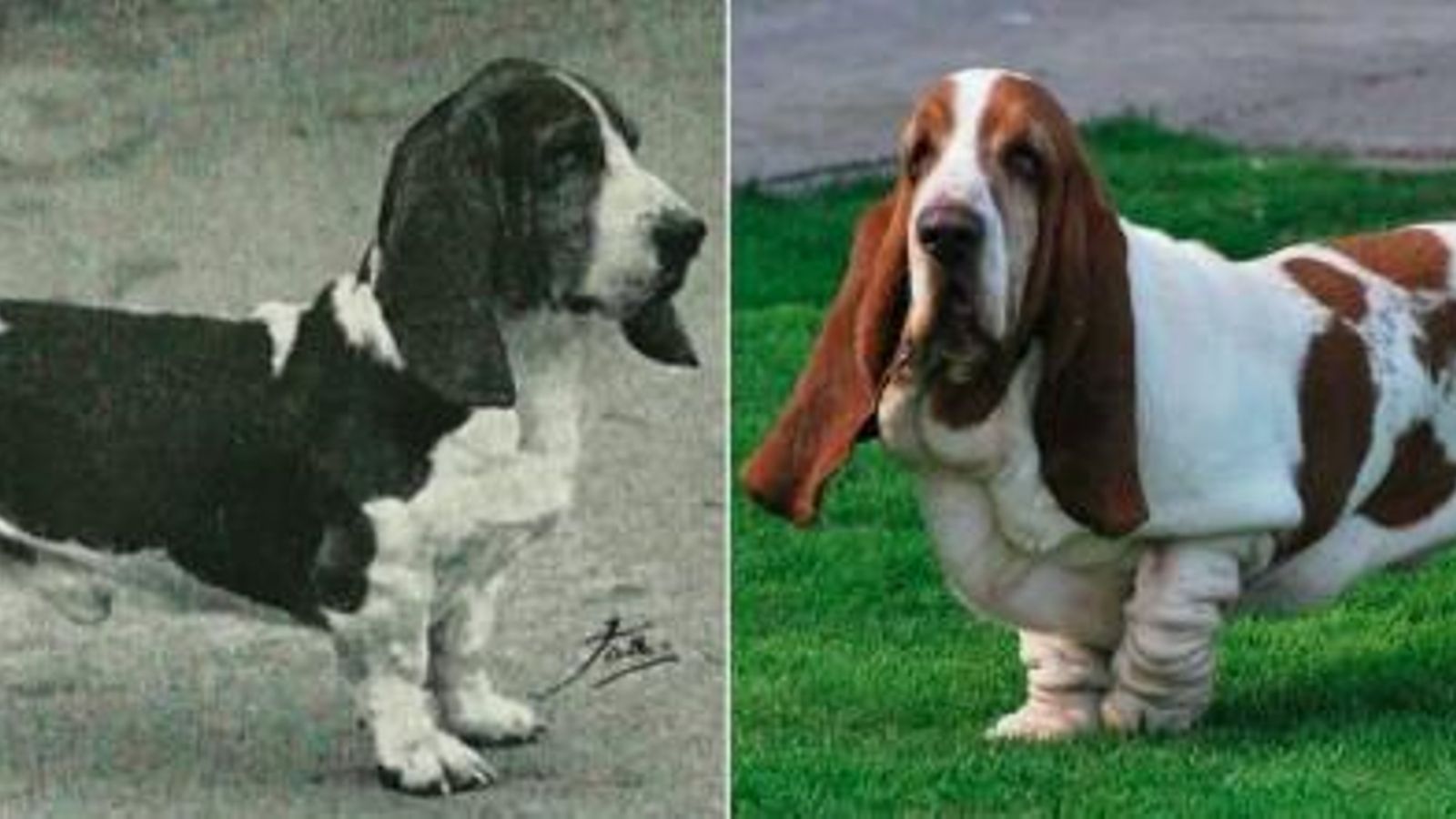 basset hound