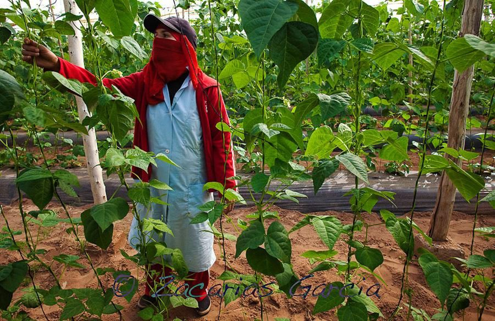 El Acuerdo entre la UE y Marruecos por el Sahara entró en vigor el miércoles.
