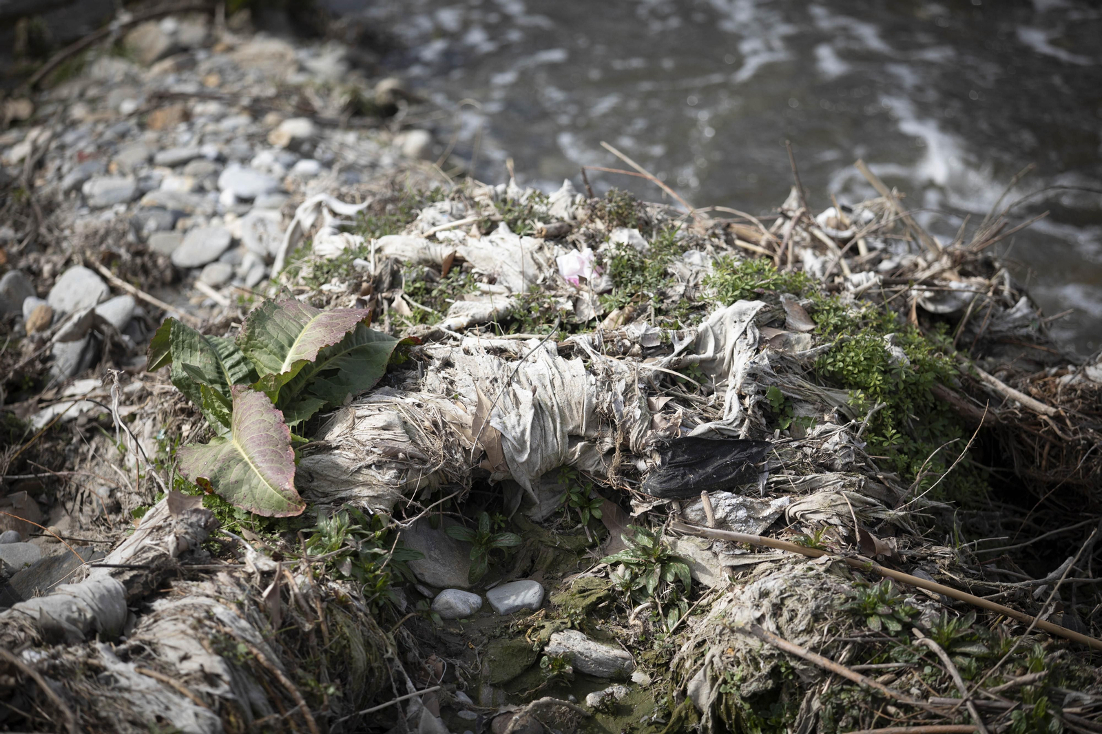 Fotos del 'cementerio' de toallitas que se acumula junto al río Genil en Granada