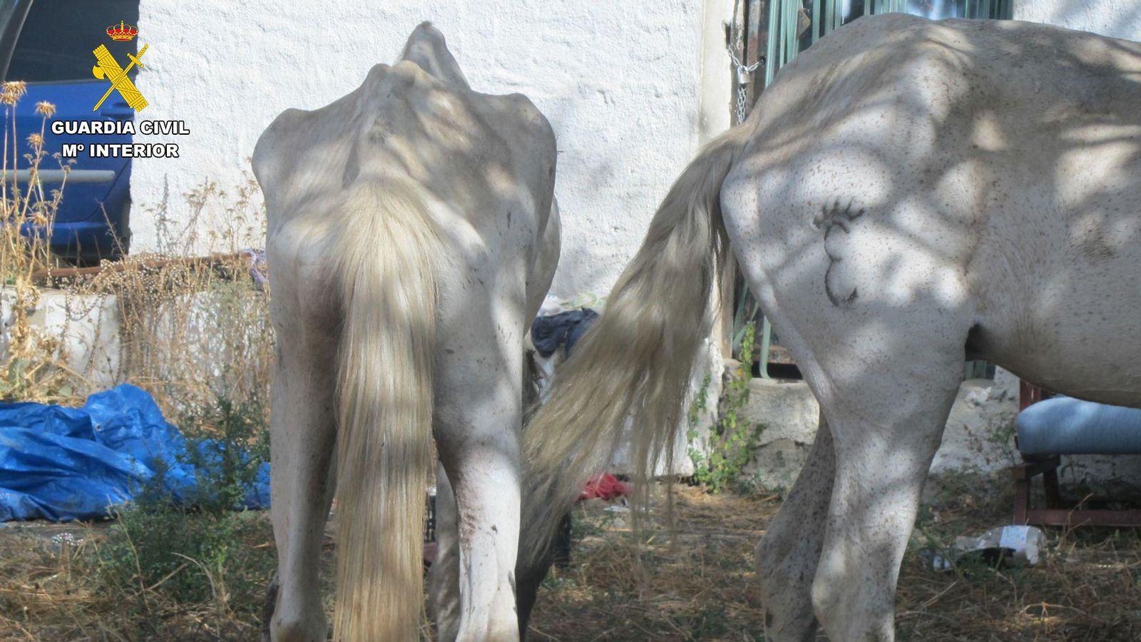 El caballo y la yegua maltratados en Cádiar