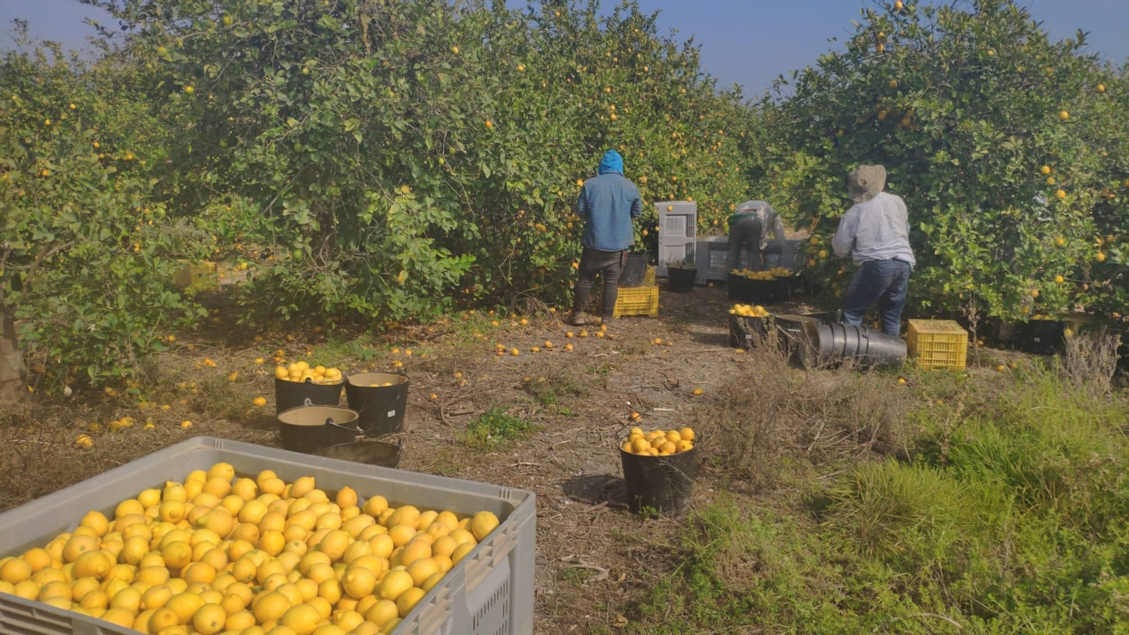 Agricultores recogiendo cítricos en Vélez Agricultores recogiendo cítricos en Vélez