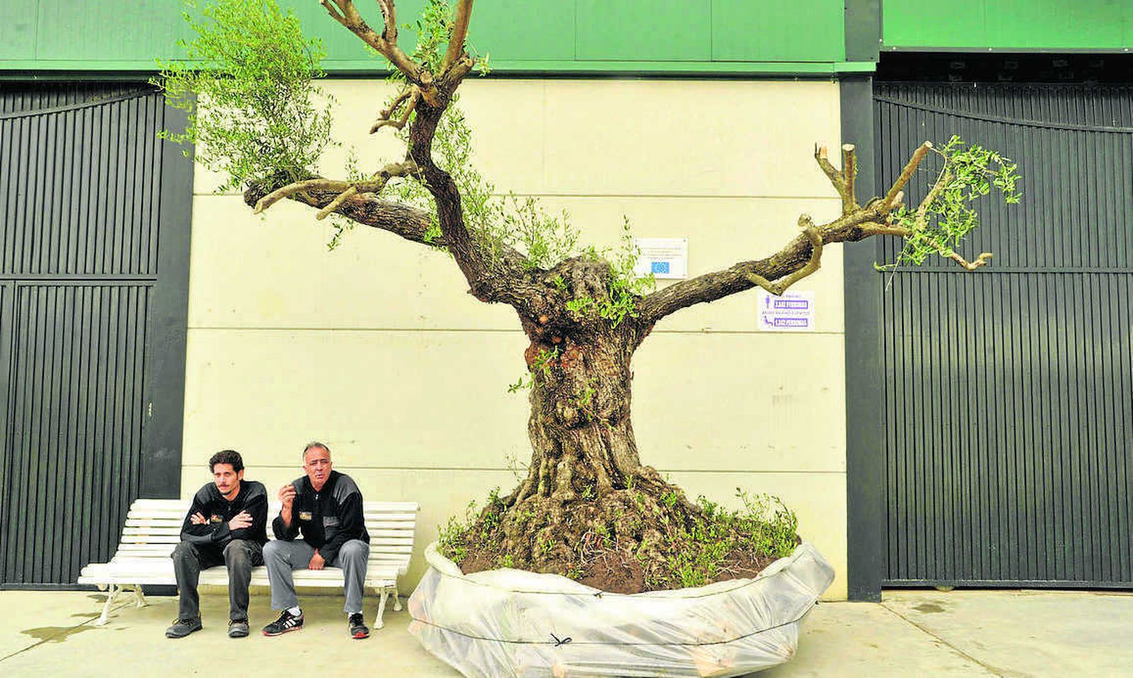 Un olivo centenario a las puertas de la Feria del Olivar, en la edición del año pasado.
