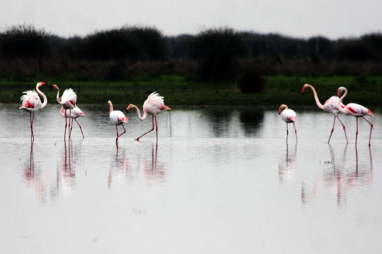Parque Nacional de Doñana.
