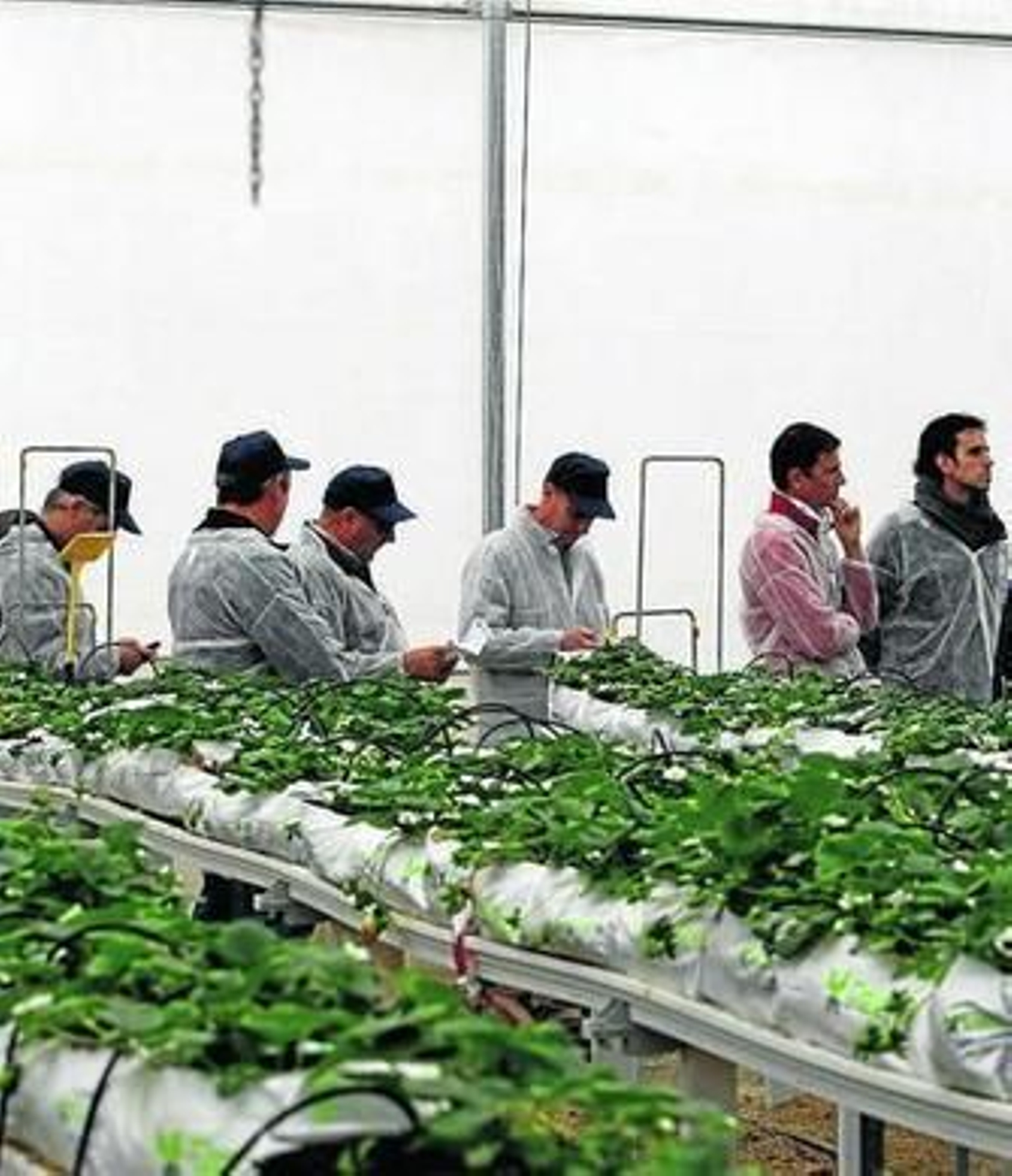 Los alumnos del curso visitarán los ensayos hidropónicos de Las Palmerillas.