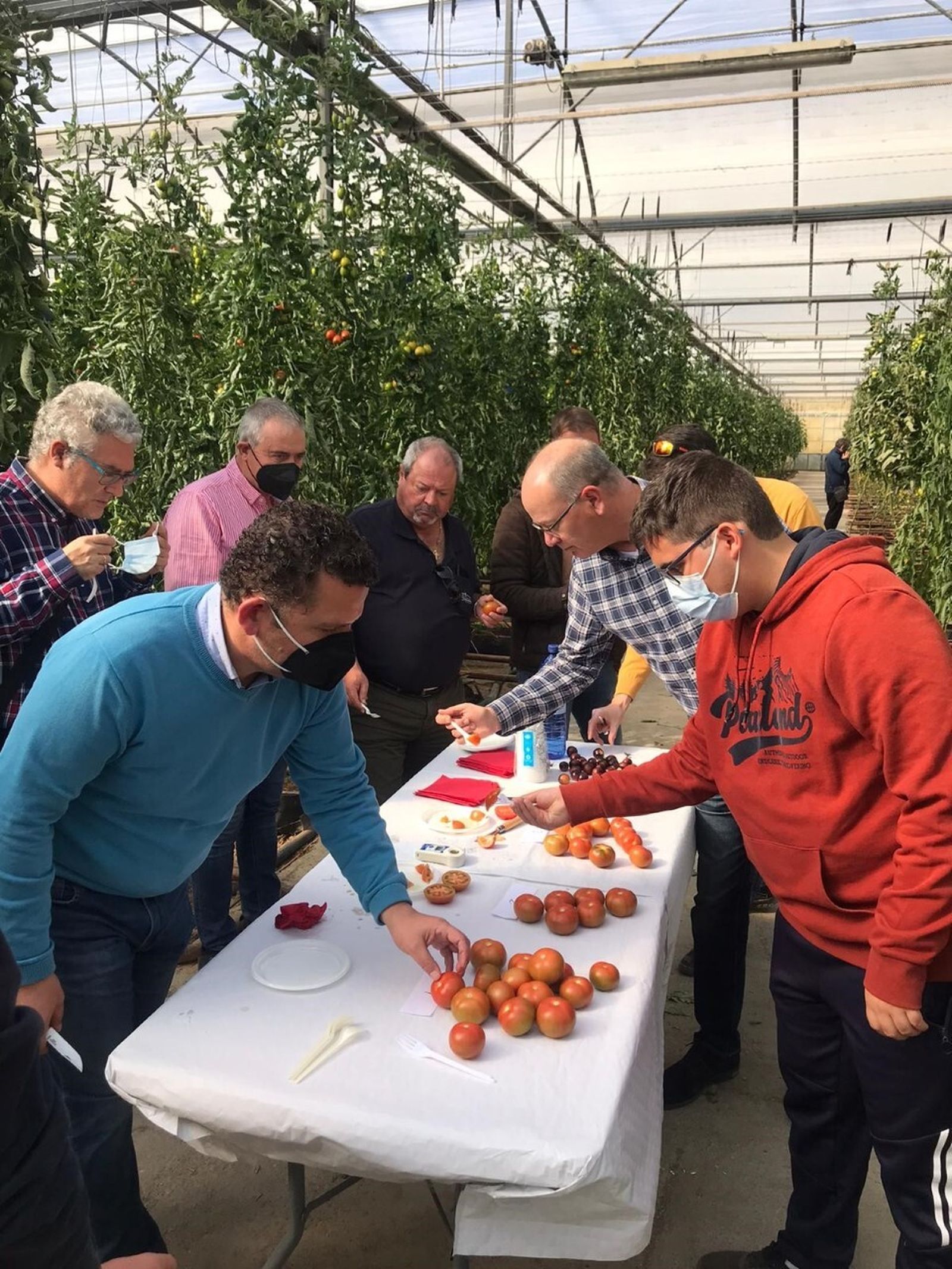 Visita de técnicos y socios de Coprohníjar para ver los resultados de los ensayos sobre tomate en la finca UAL-Anecoop
